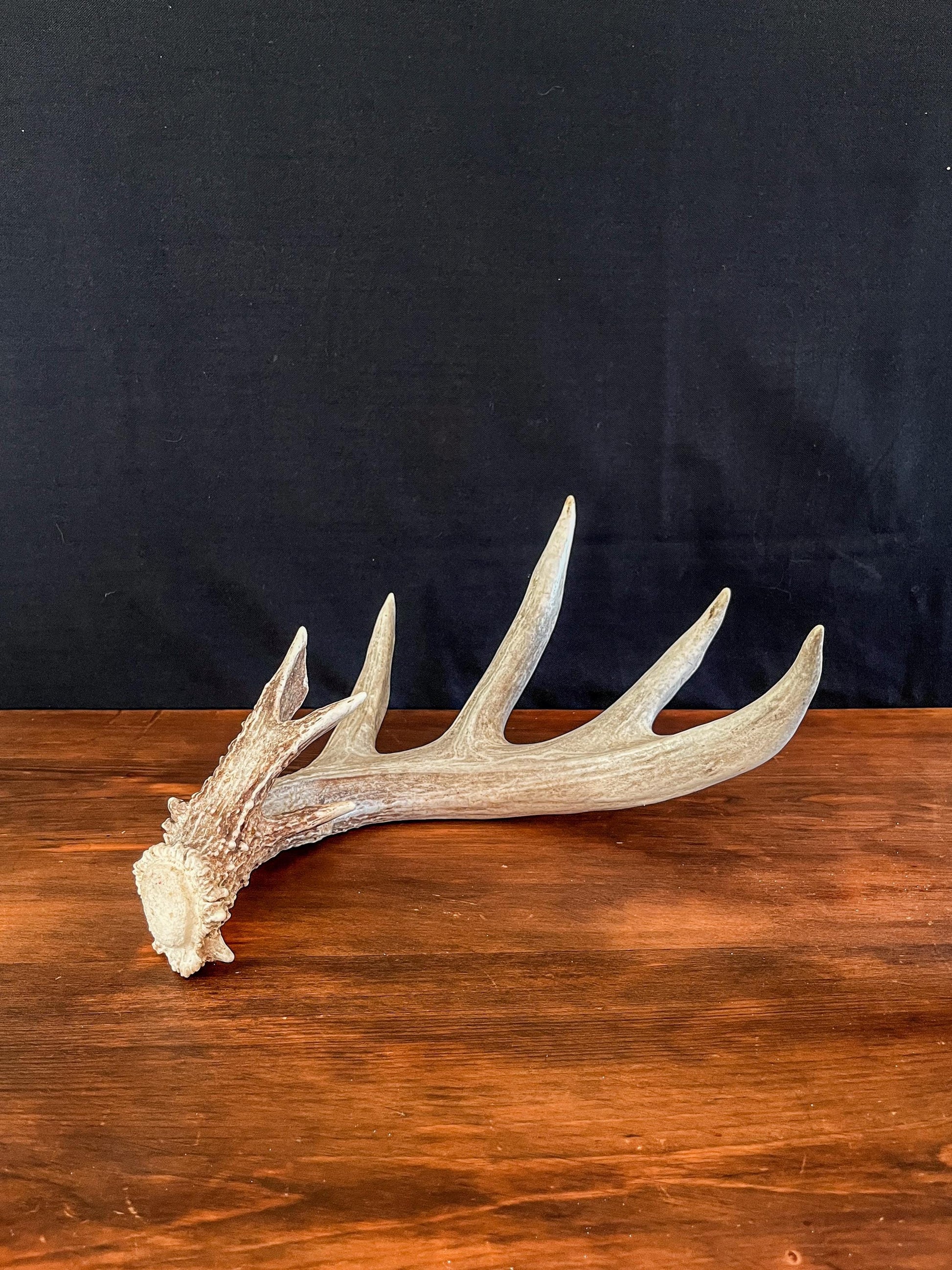 Single White-tailed Deer Antler - Canadian Whitetailed deer Antler. Decor, design, crafting and more!