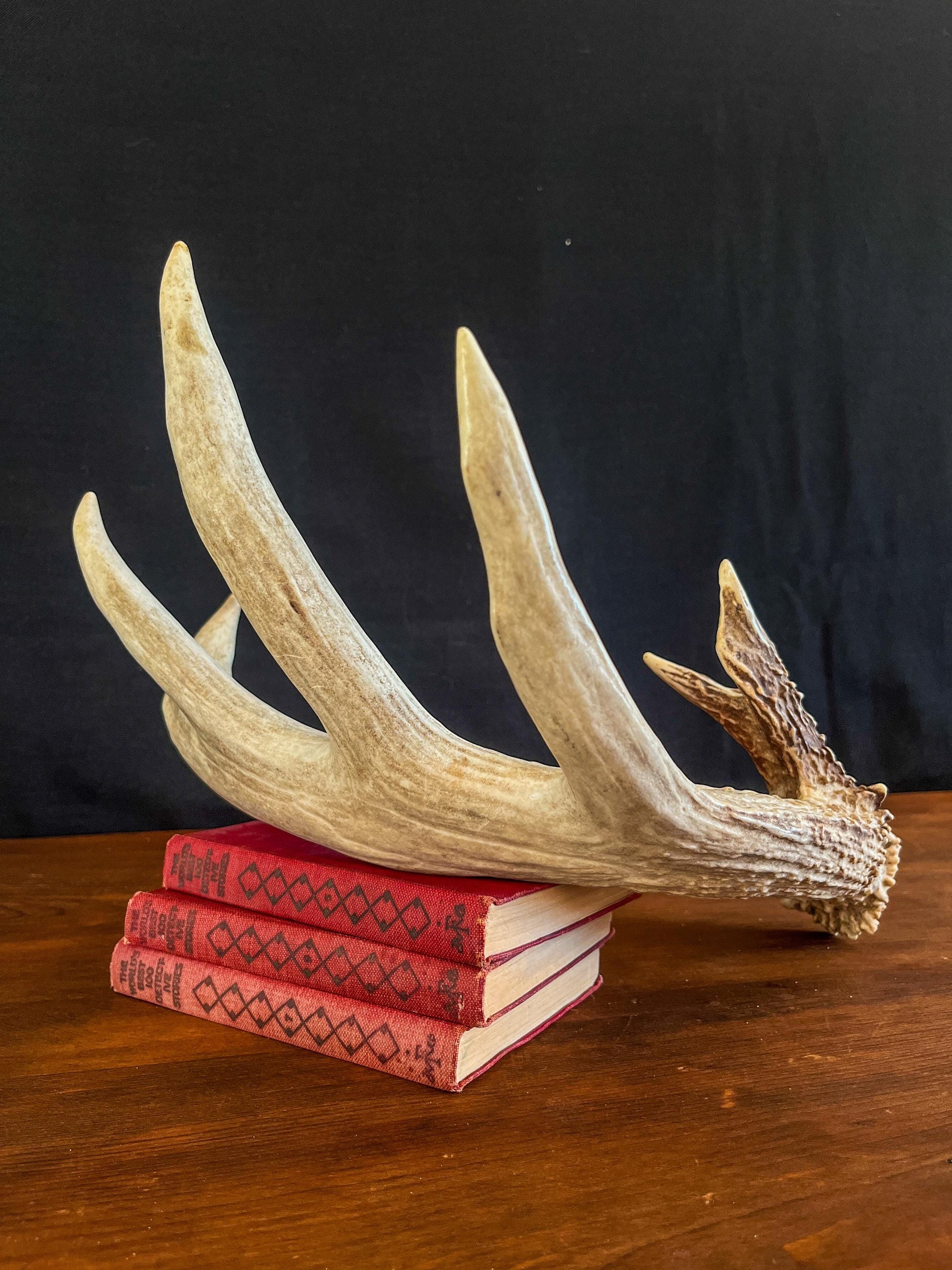 Single White-tailed Deer Antler - Canadian Whitetailed deer Antler. Decor, design, crafting and more!