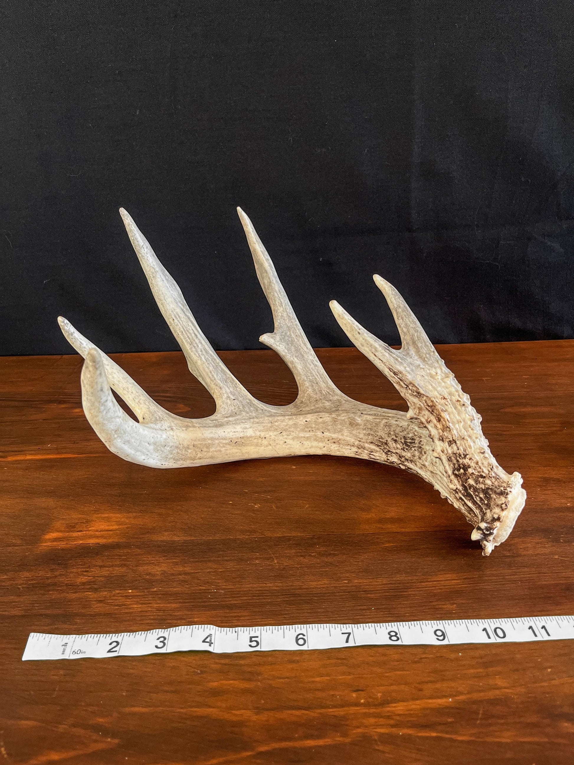 White-tailed Deer Antler - Wild Whitetailed deer Antler. Decor, design, crafting and more!