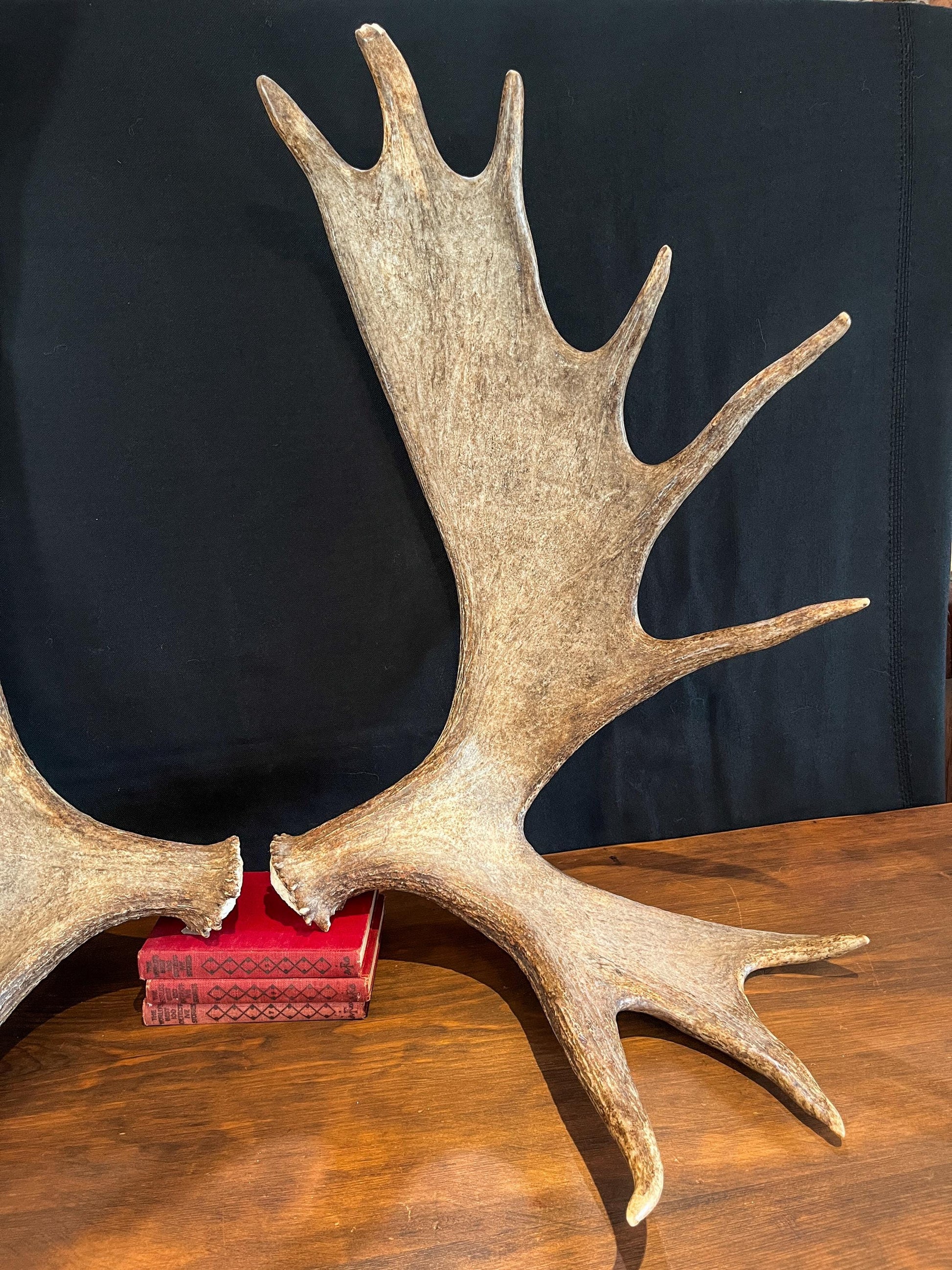 Large Moose Antlers. Perfect Condition Canada Moose Antler Pair. Crafting. Decor and more.