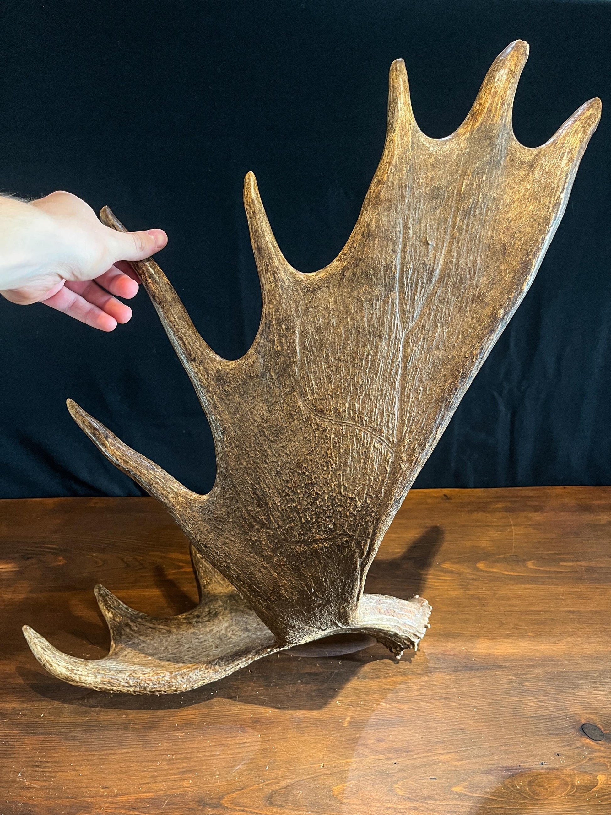 Large Moose Antlers. Perfect Condition Canada Moose Antler Pair. Crafting. Decor and more.