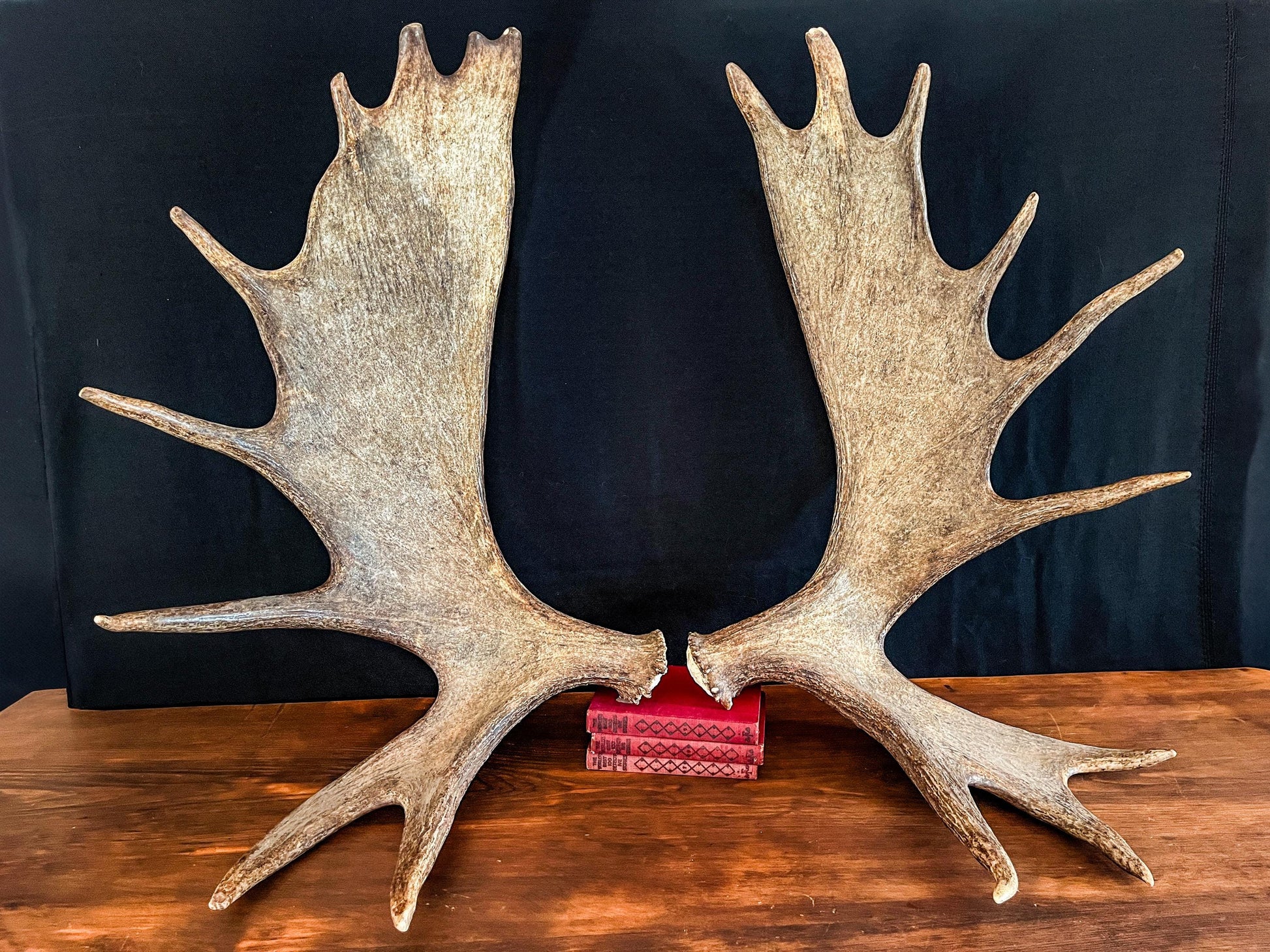 Large Moose Antlers. Perfect Condition Canada Moose Antler Pair. Crafting. Decor and more.