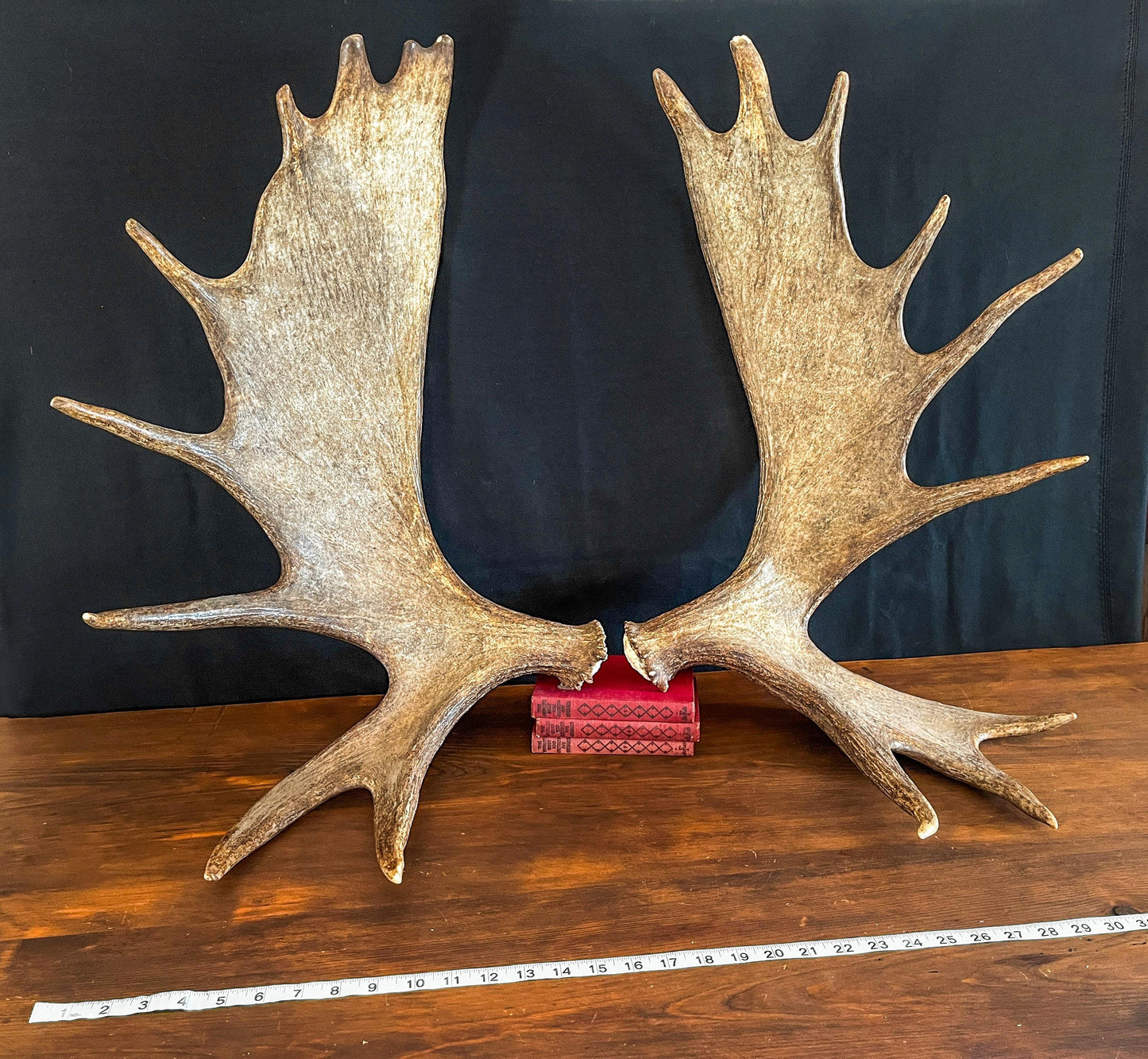 Large Moose Antlers. Perfect Condition Canada Moose Antler Pair. Crafting. Decor and more.