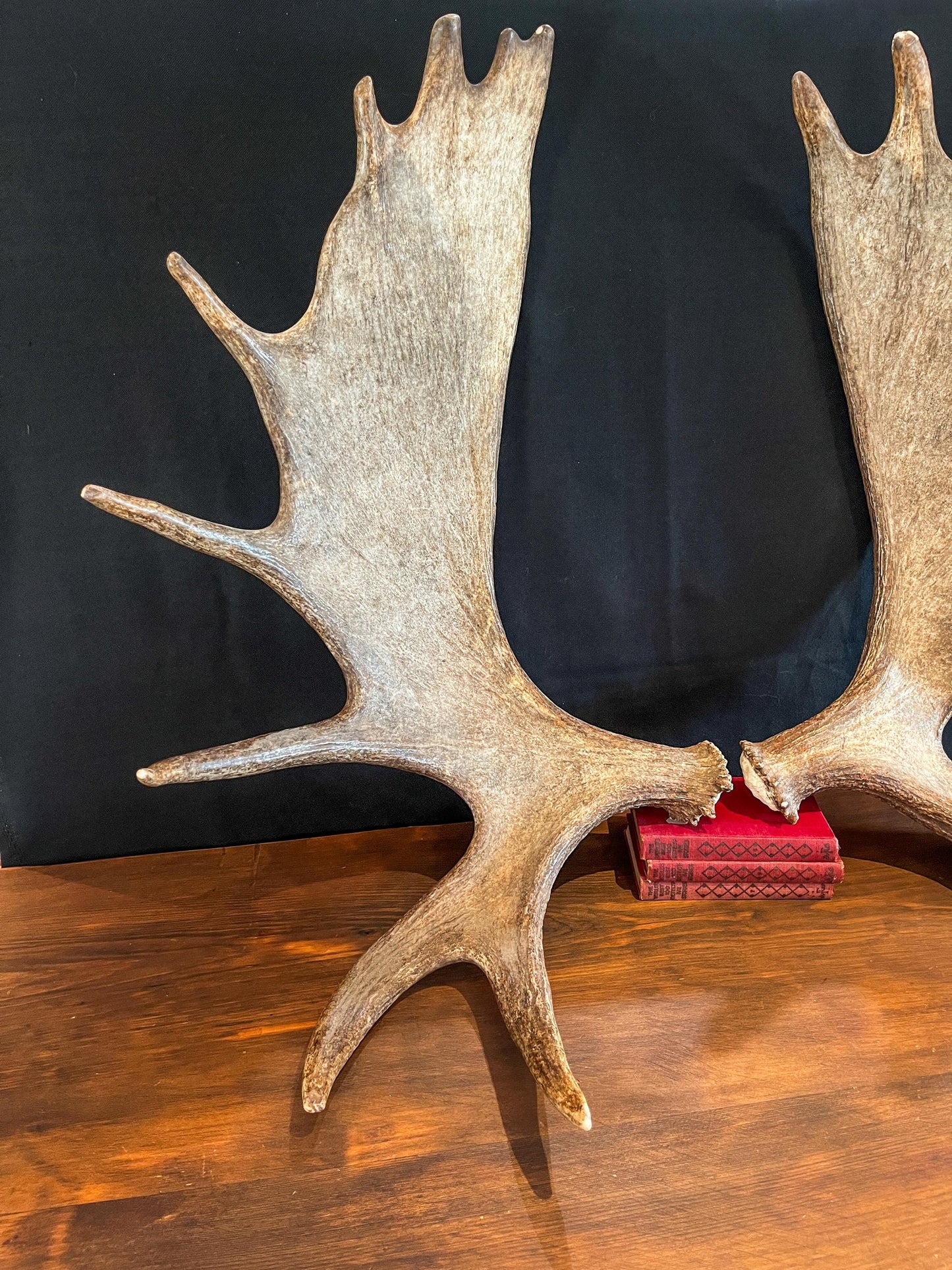 Large Moose Antlers. Perfect Condition Canada Moose Antler Pair. Crafting. Decor and more.