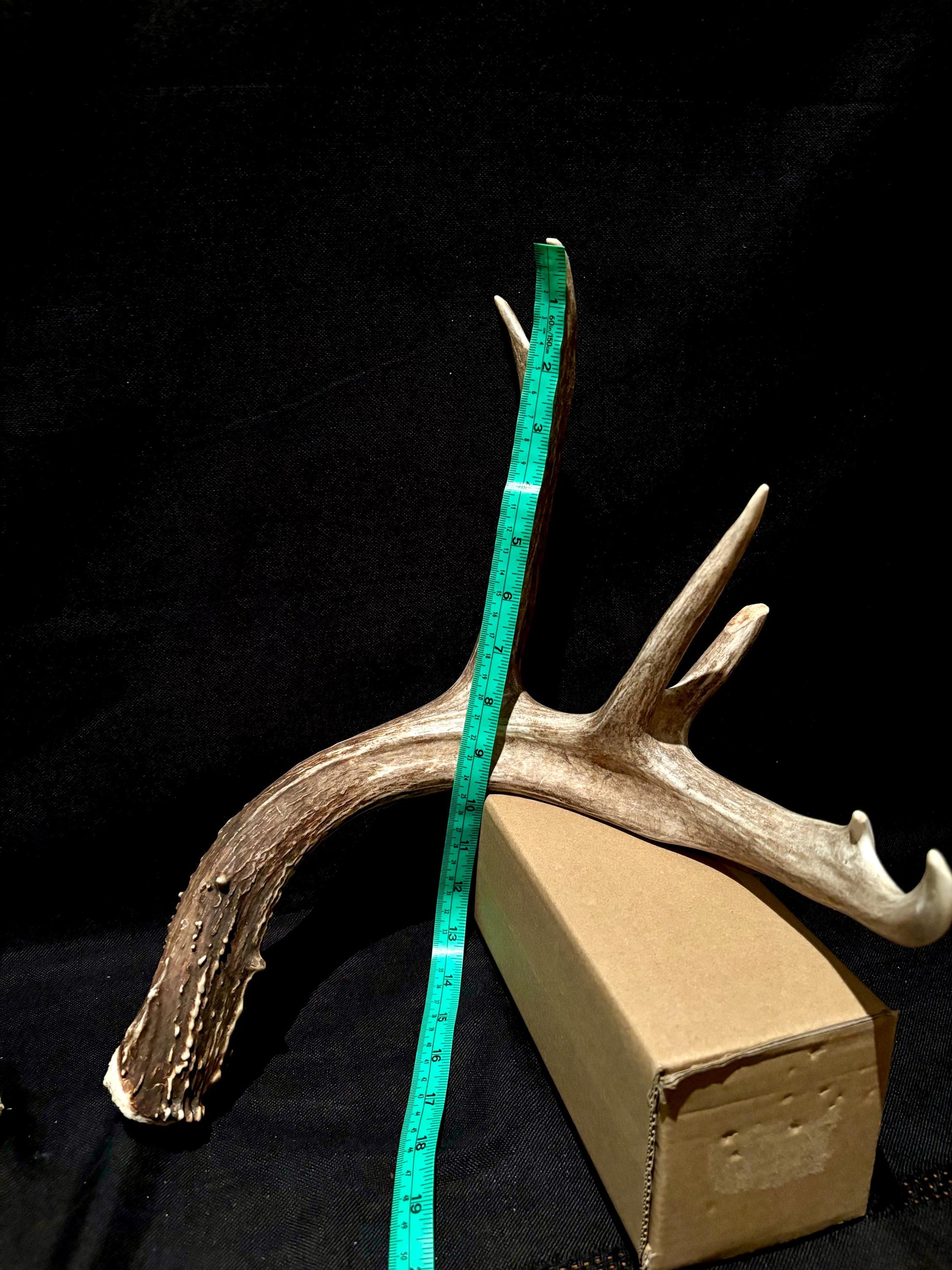 Deer Antlers - fresh White-tailed deer matching set. Canadian Buck. Crafting and Decor Antlers