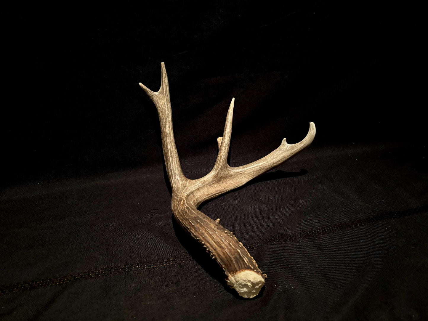 Deer Antlers - fresh White-tailed deer matching set. Canadian Buck. Crafting and Decor Antlers