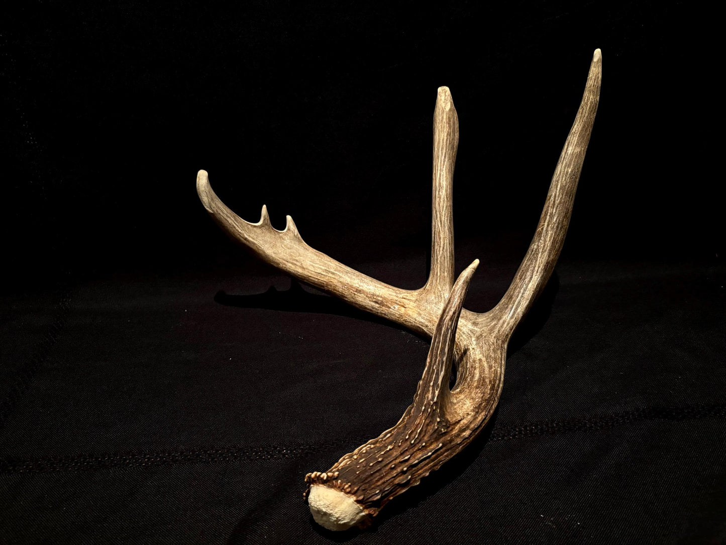 Deer Antlers - fresh White-tailed deer matching set. Canadian Buck. Crafting and Decor Antlers