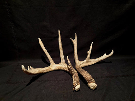 Deer Antlers - fresh White-tailed deer matching set. Canadian Buck. Crafting and Decor Antlers