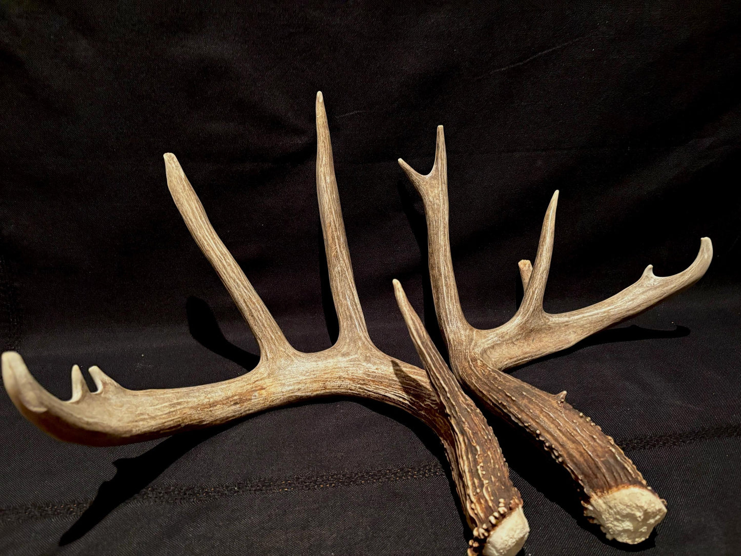 Deer Antlers - fresh White-tailed deer matching set. Canadian Buck. Crafting and Decor Antlers