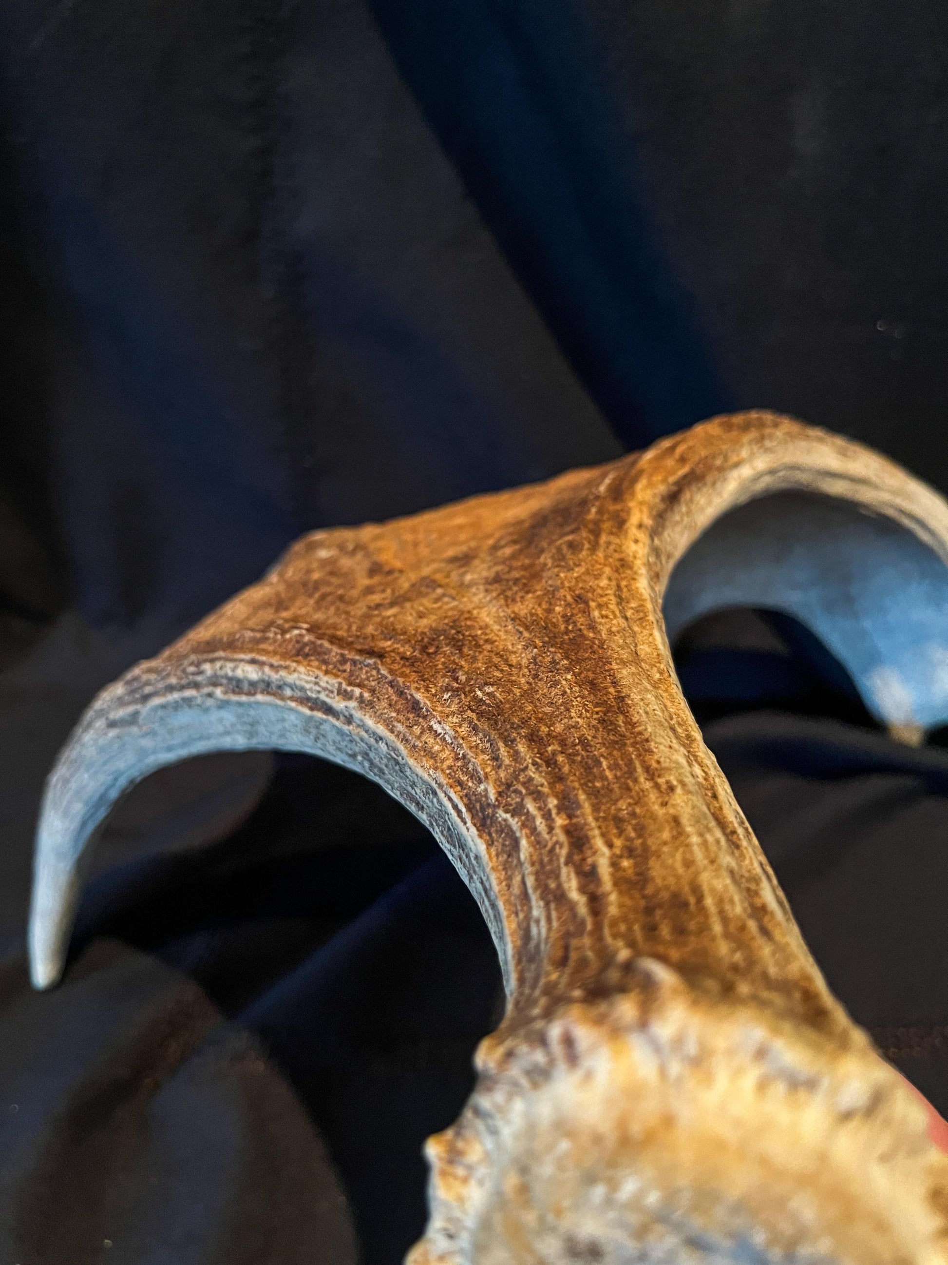 Wild Canadian Bull Moose Shed Antler. Interior Design and Decor Item.