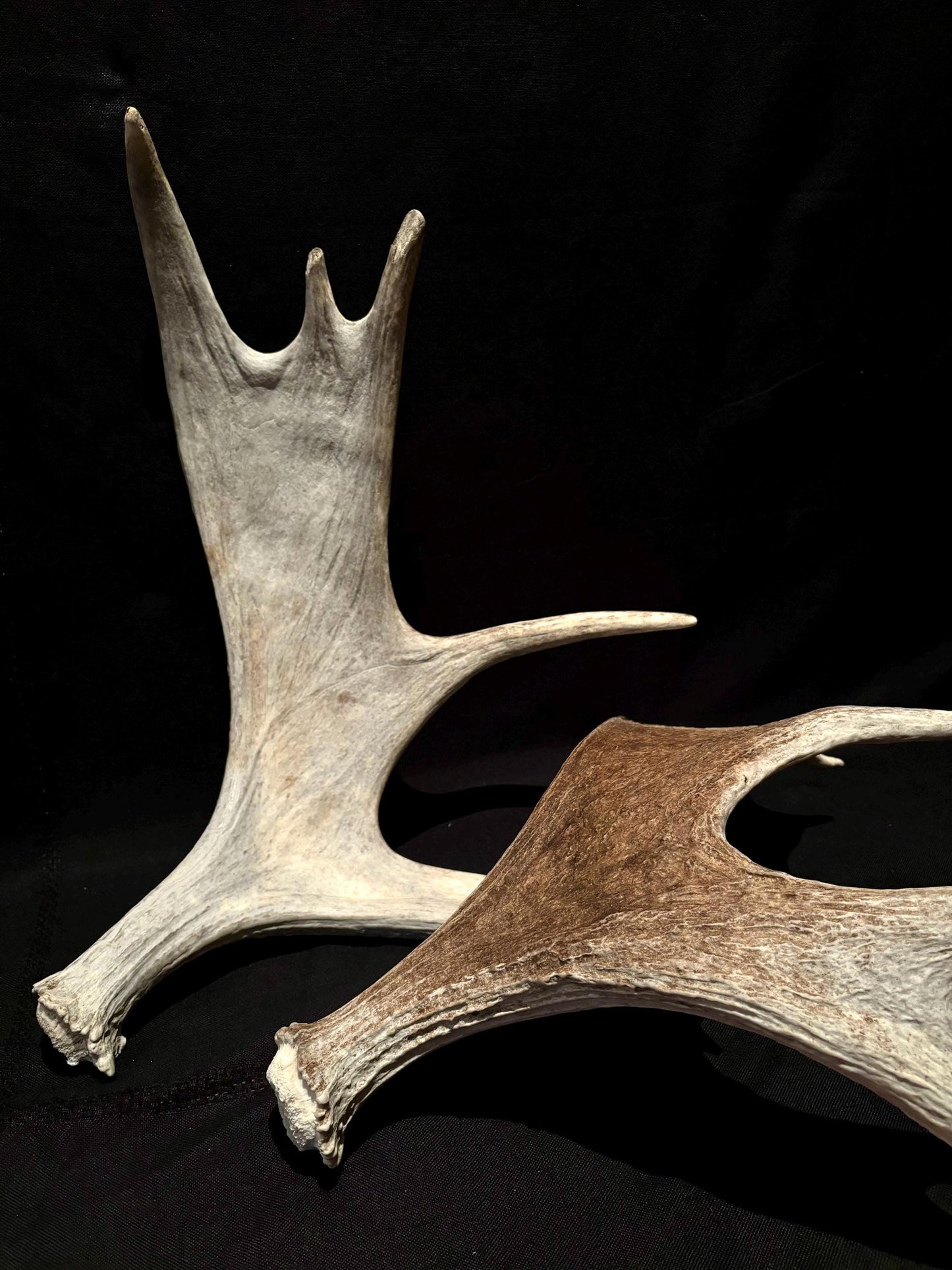 Moose Antler Pair. Medium Sized Canadian Moose Antlers - Crafting & Decor