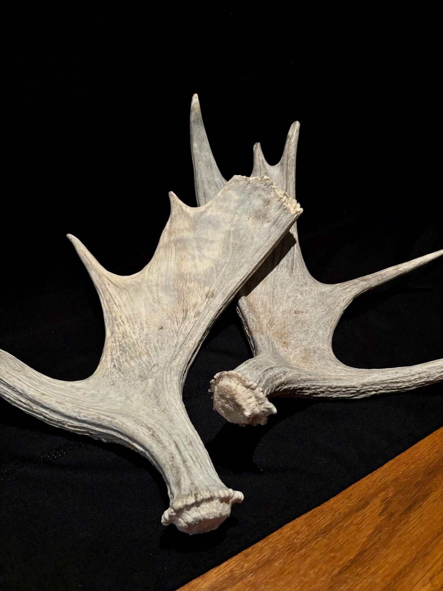 Moose Antler Pair. Medium Sized Canadian Moose Antlers - Crafting & Decor