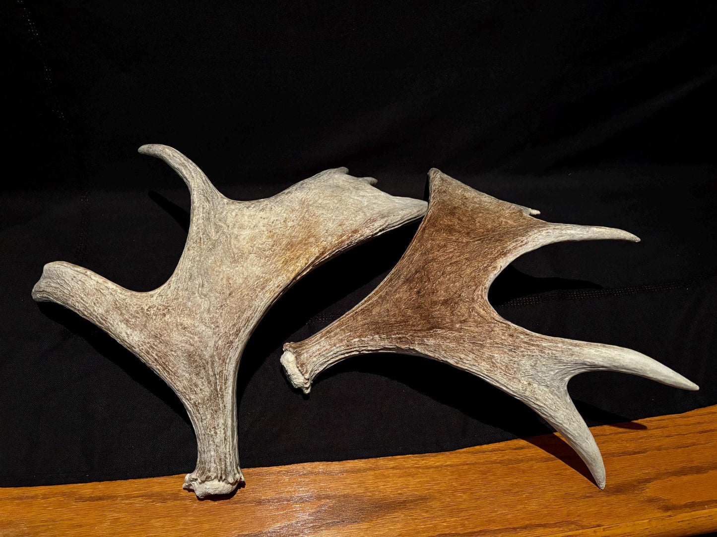 Moose Antler Pair. Medium Sized Canadian Moose Antlers - Crafting & Decor