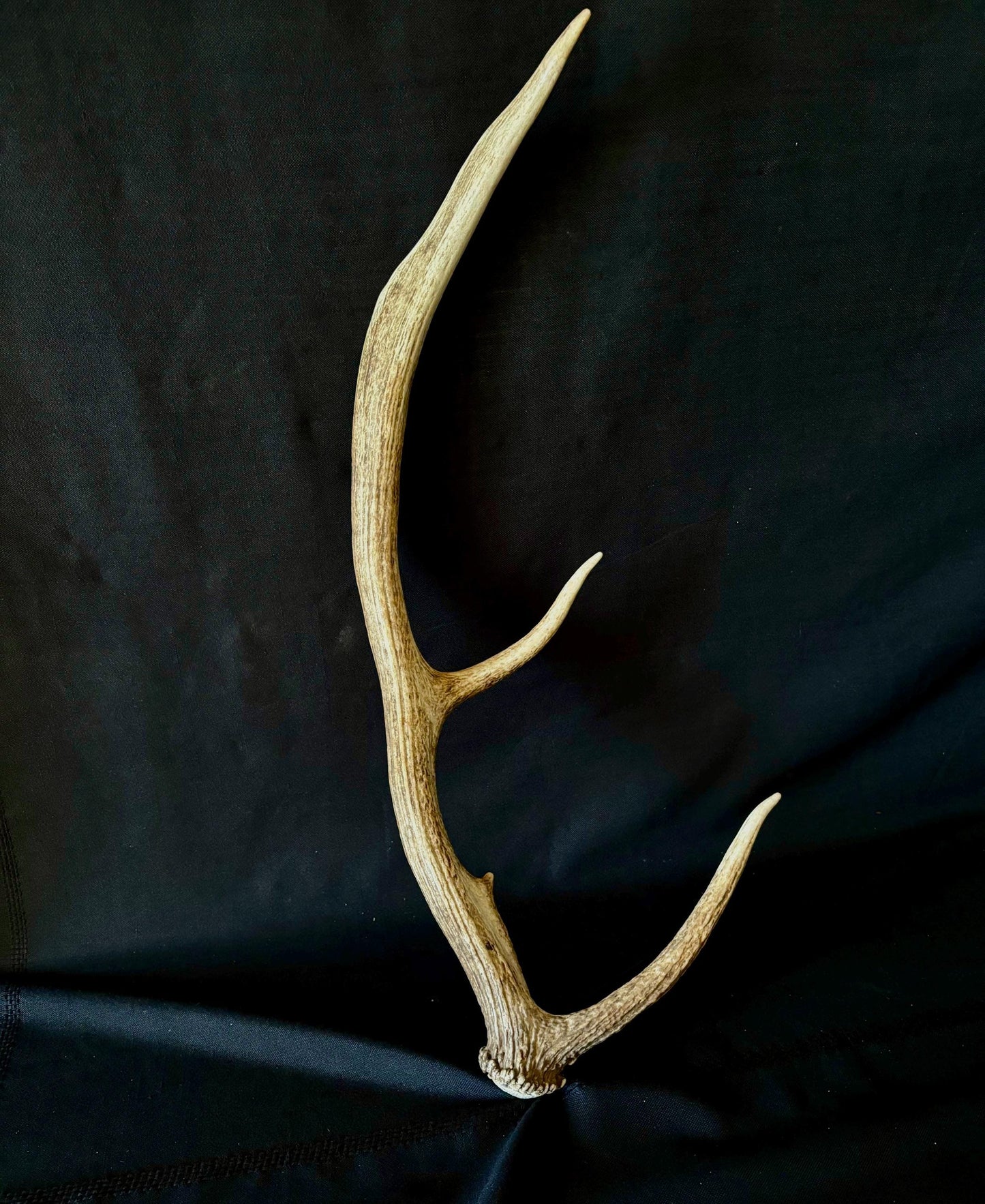 Wild Canadian Elk Shed. Antler Decor Piece, Crafting Item. Terrarium. Antler.