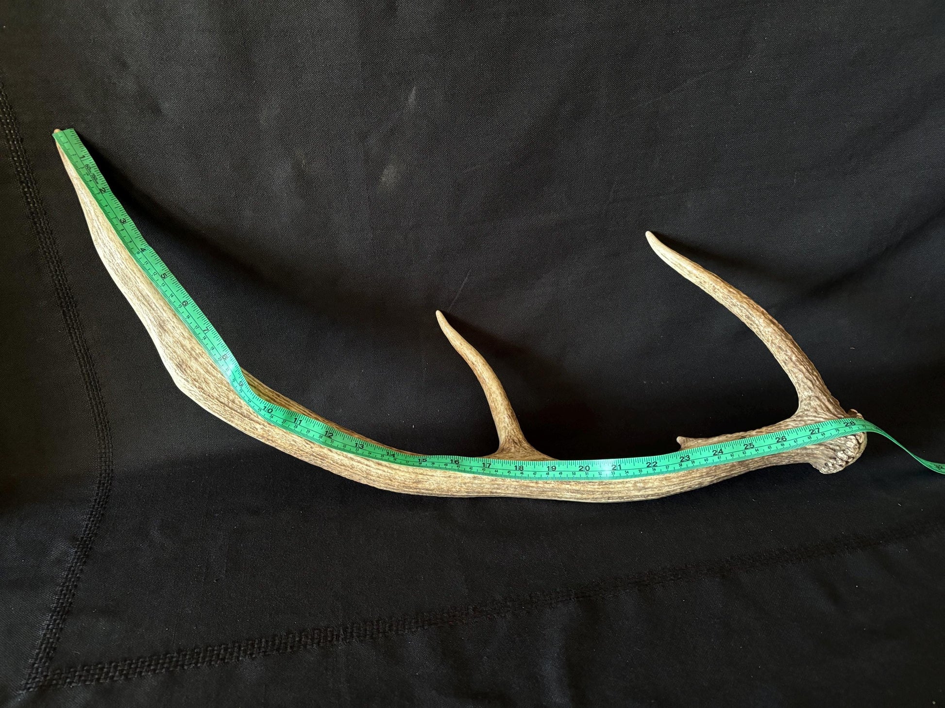 Wild Canadian Elk Shed. Antler Decor Piece, Crafting Item. Terrarium. Antler.