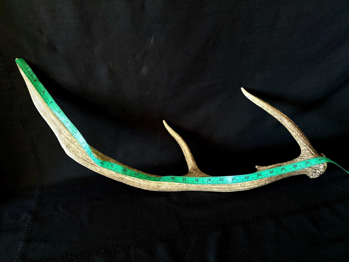 Wild Canadian Elk Shed. Antler Decor Piece, Crafting Item. Terrarium. Antler.