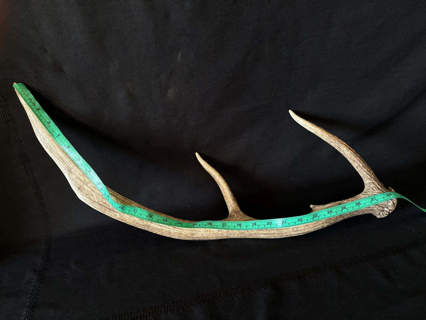 Wild Canadian Elk Shed. Antler Decor Piece, Crafting Item. Terrarium. Antler.