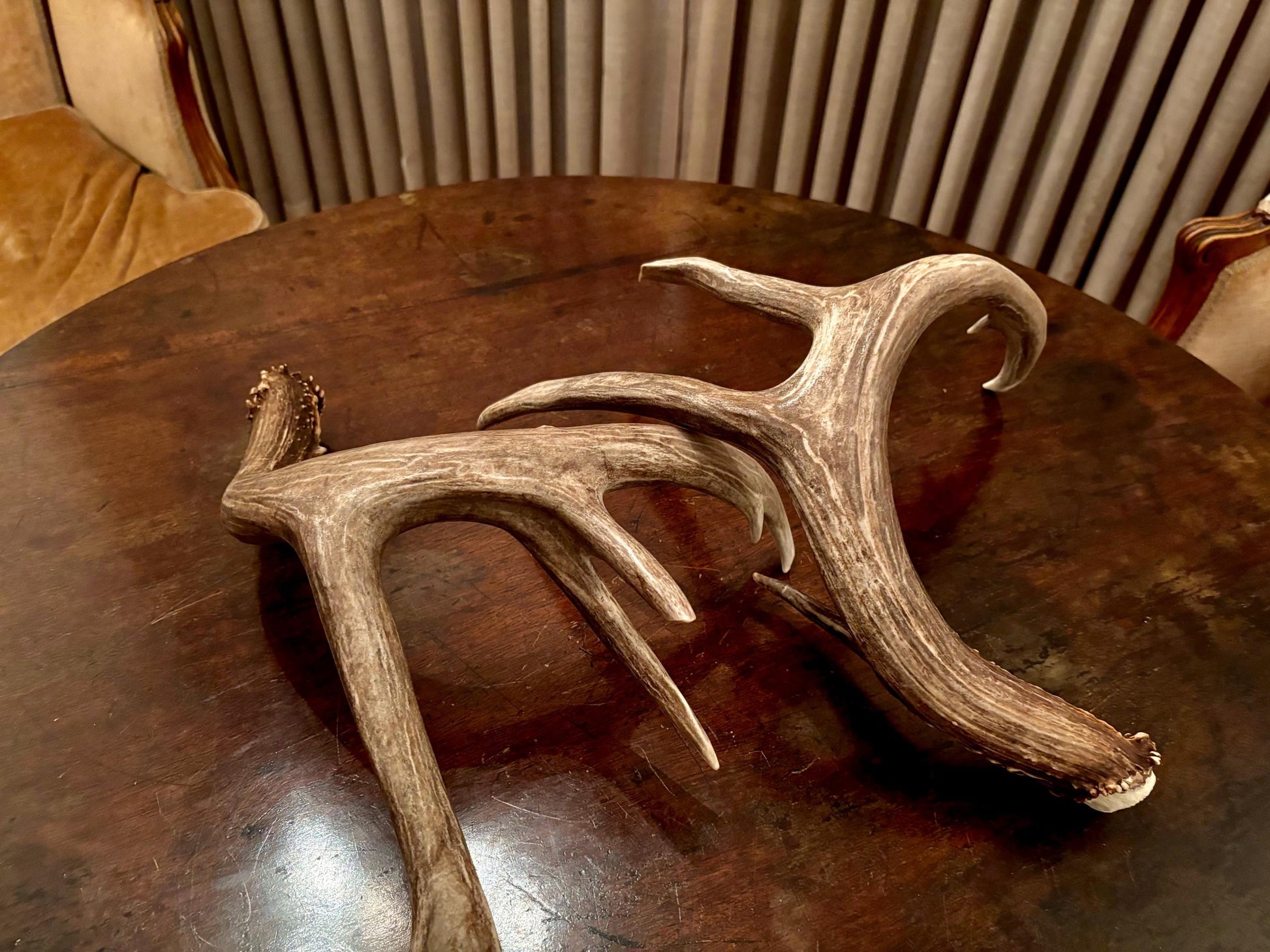 Deer Antlers - fresh White-tailed deer matching set. Canadian Buck. Crafting and Decor Antlers