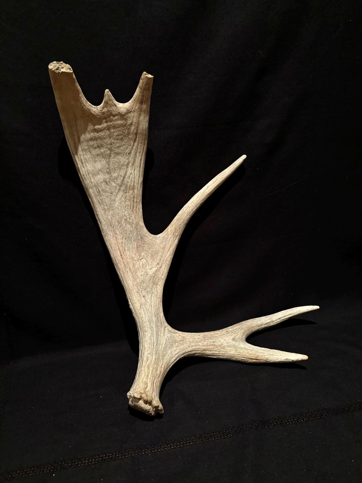 Wild Bull Moose Shed Antler. Interior Design and Decor Item.