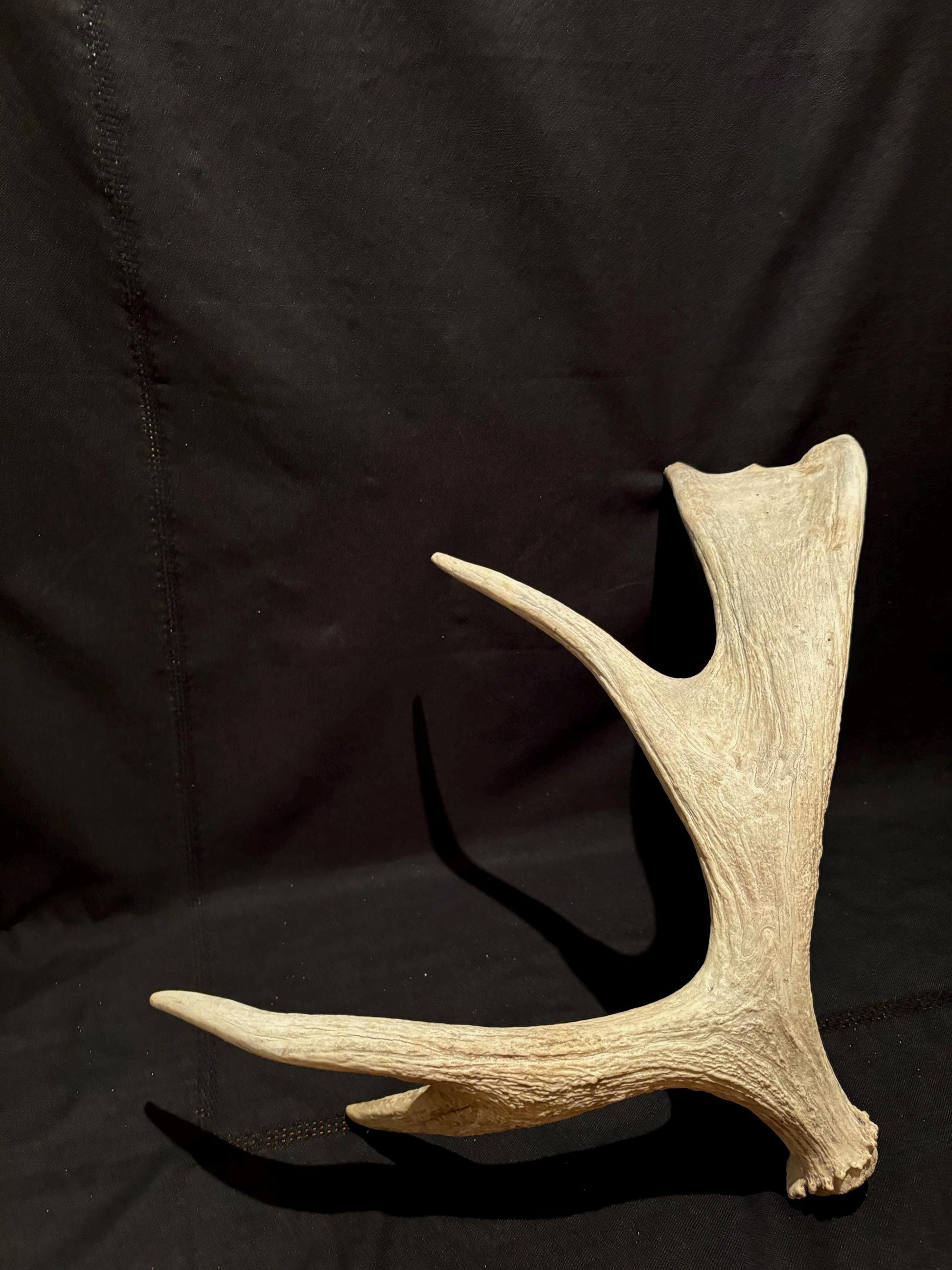 Wild Bull Moose Shed Antler. Interior Design and Decor Item.