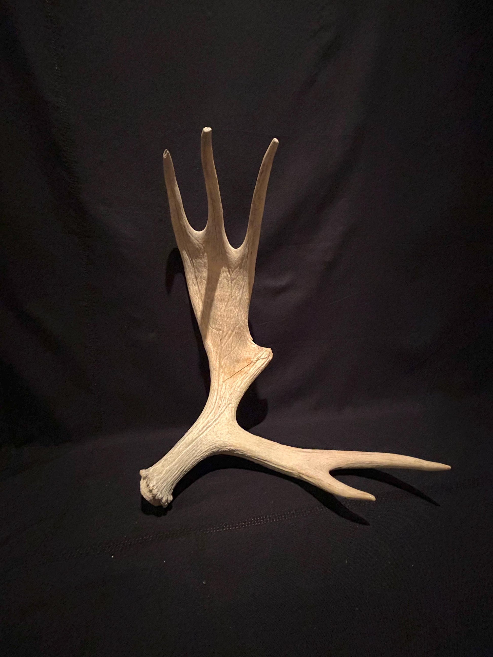 Moose Shed Antler. Medium sized wild moose antler. Decor, crafting and more!