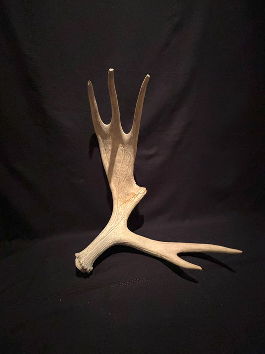 Moose Shed Antler. Medium sized wild moose antler. Decor, crafting and more!