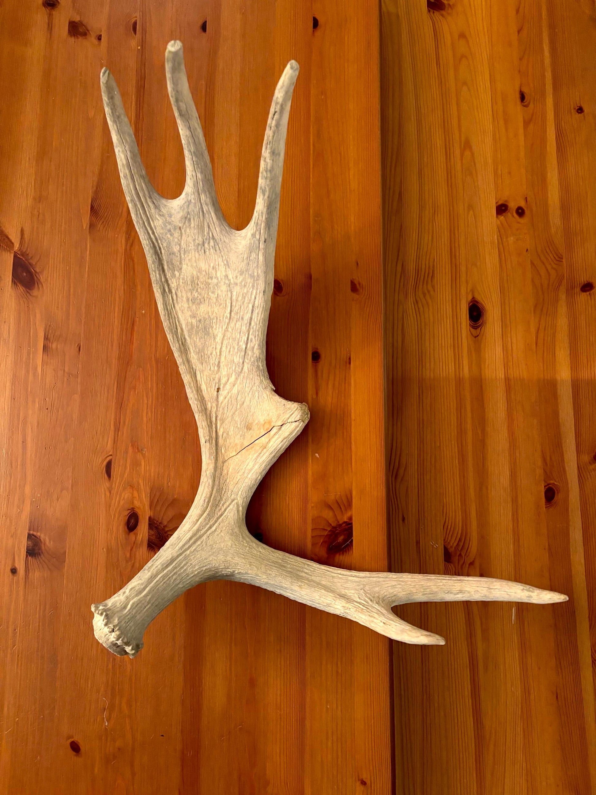 Moose Shed Antler. Medium sized wild moose antler. Decor, crafting and more!