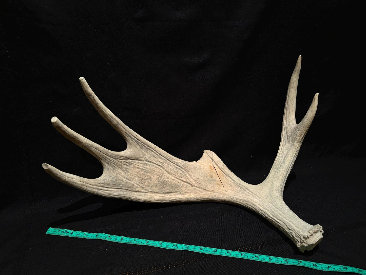 Moose Shed Antler. Medium sized wild moose antler. Decor, crafting and more!