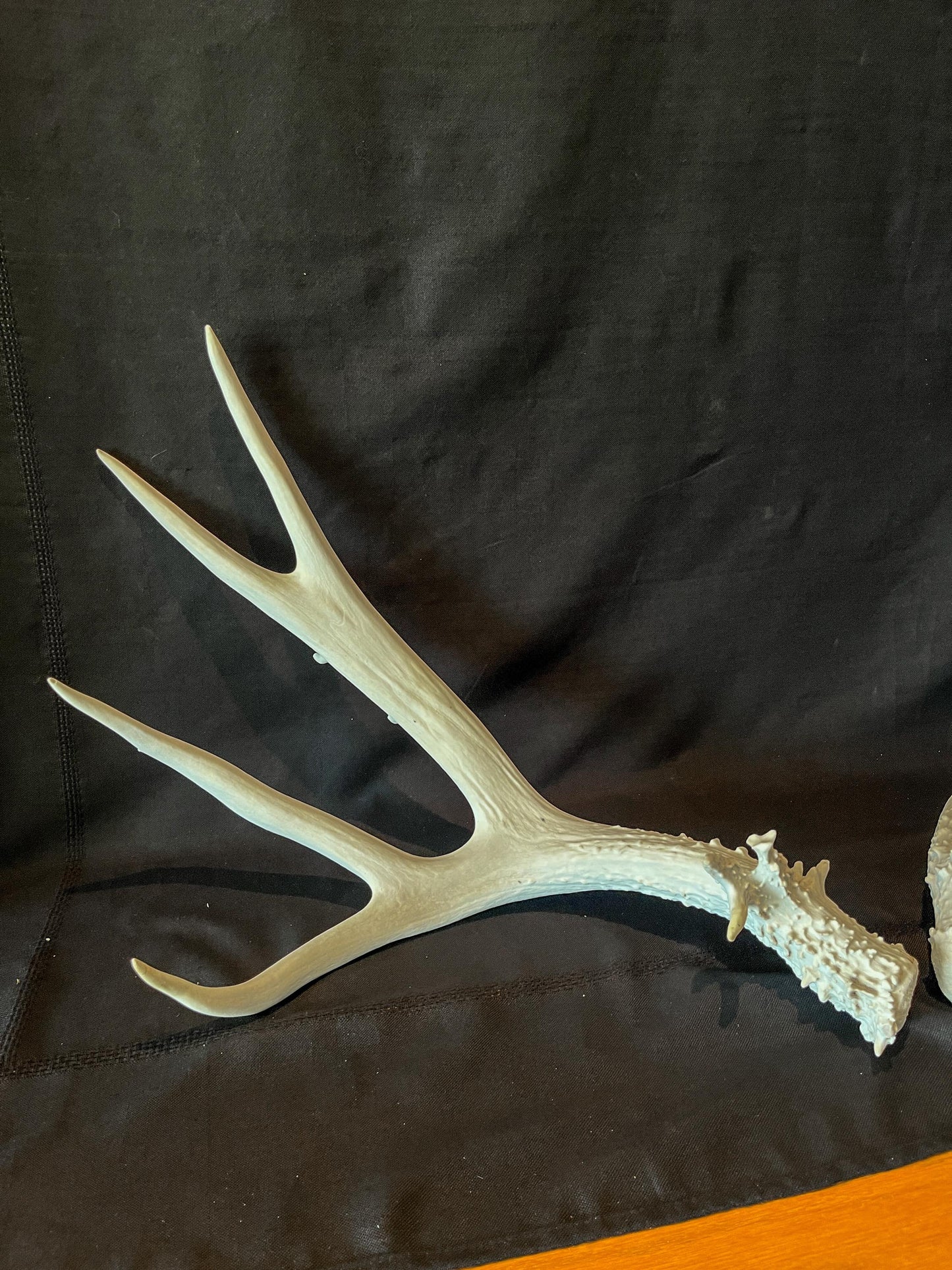 Mule deer antler pair. Classic Canadian Mule Deer Antlers. Horns, Crafting. Decor