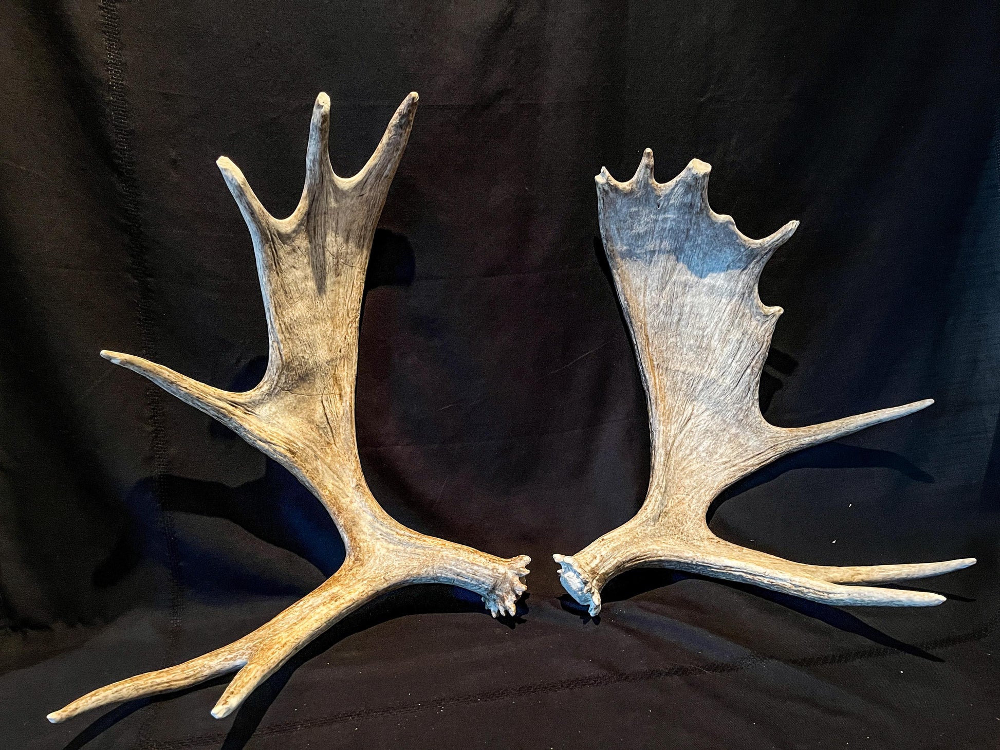 Moose Antlers. Matching Canadian Bull Moose Antler Set. Decor. Wall Decor. Centrepiece.