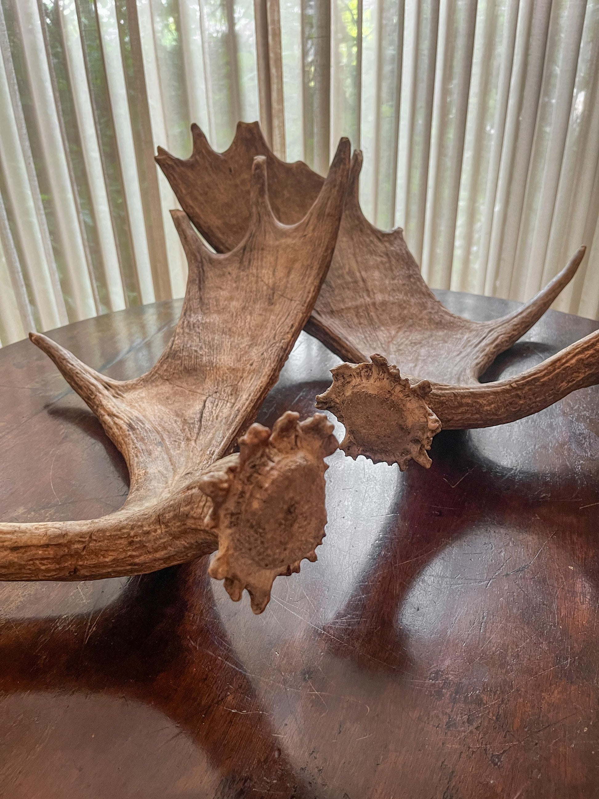 Moose Antlers. Matching Canadian Bull Moose Antler Set. Decor. Wall Decor. Centrepiece.