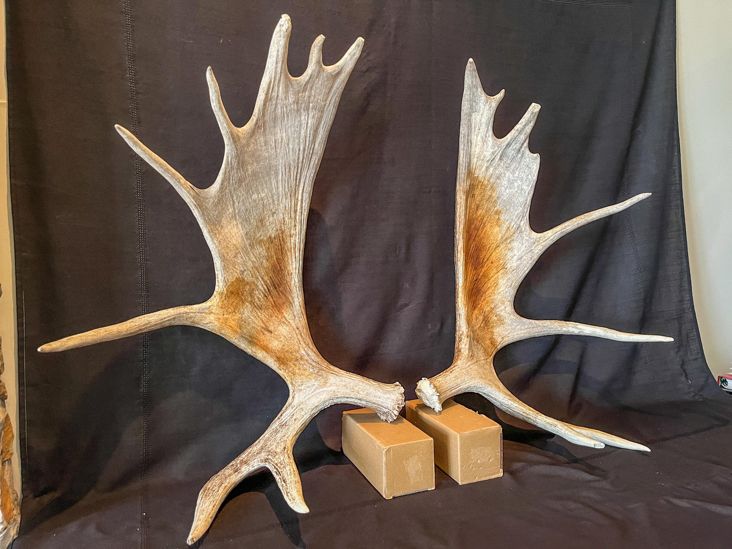 Moose Antler Pair. Large Canadian Moose Antlers - Wall Decor & Decoration, Gifts, and more.