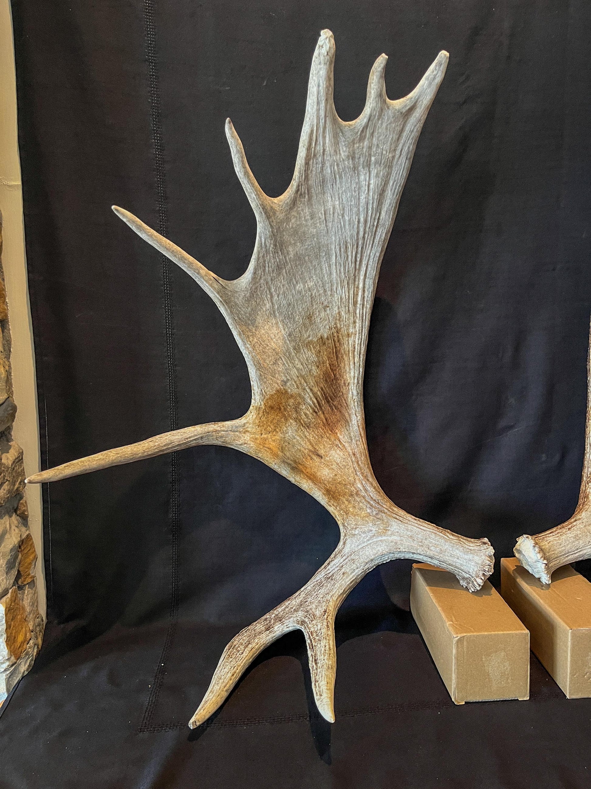 Moose Antler Pair. Large Canadian Moose Antlers - Wall Decor & Decoration, Gifts, and more.