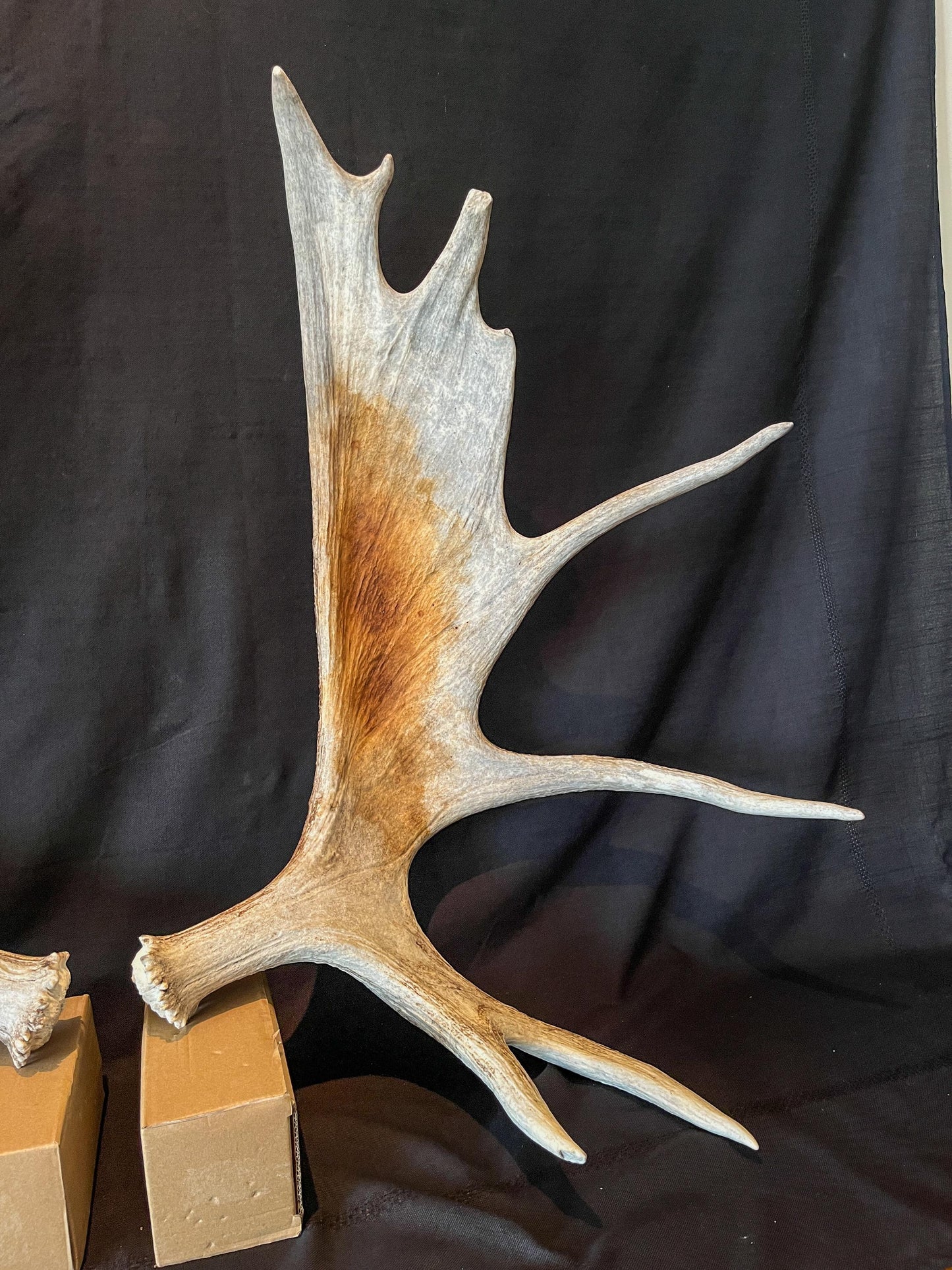 Moose Antler Pair. Large Canadian Moose Antlers - Wall Decor & Decoration, Gifts, and more.