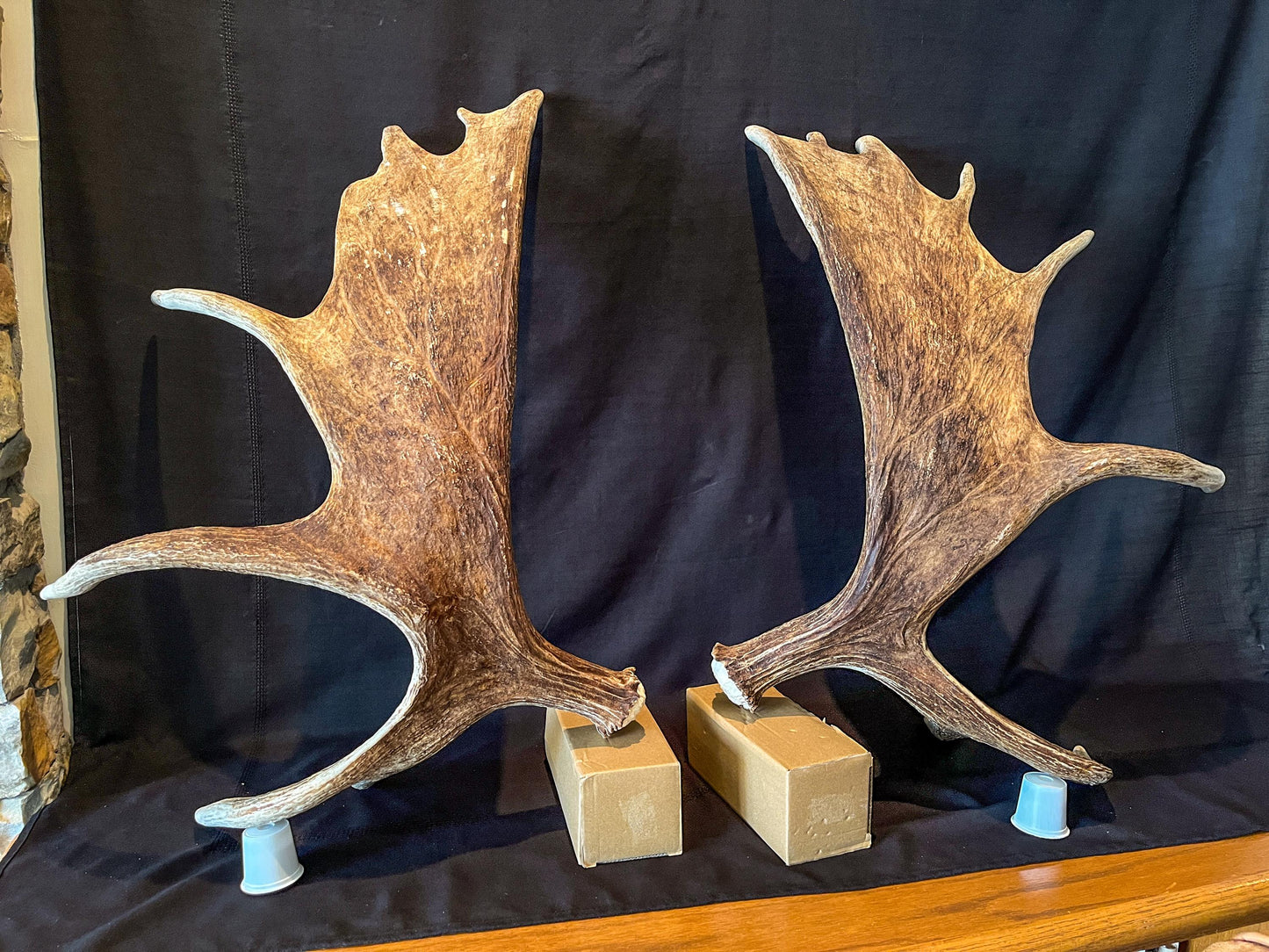 Moose Antler Pair. Large Canadian Moose Antlers - Wall Decor & Decoration, Gifts, and more.