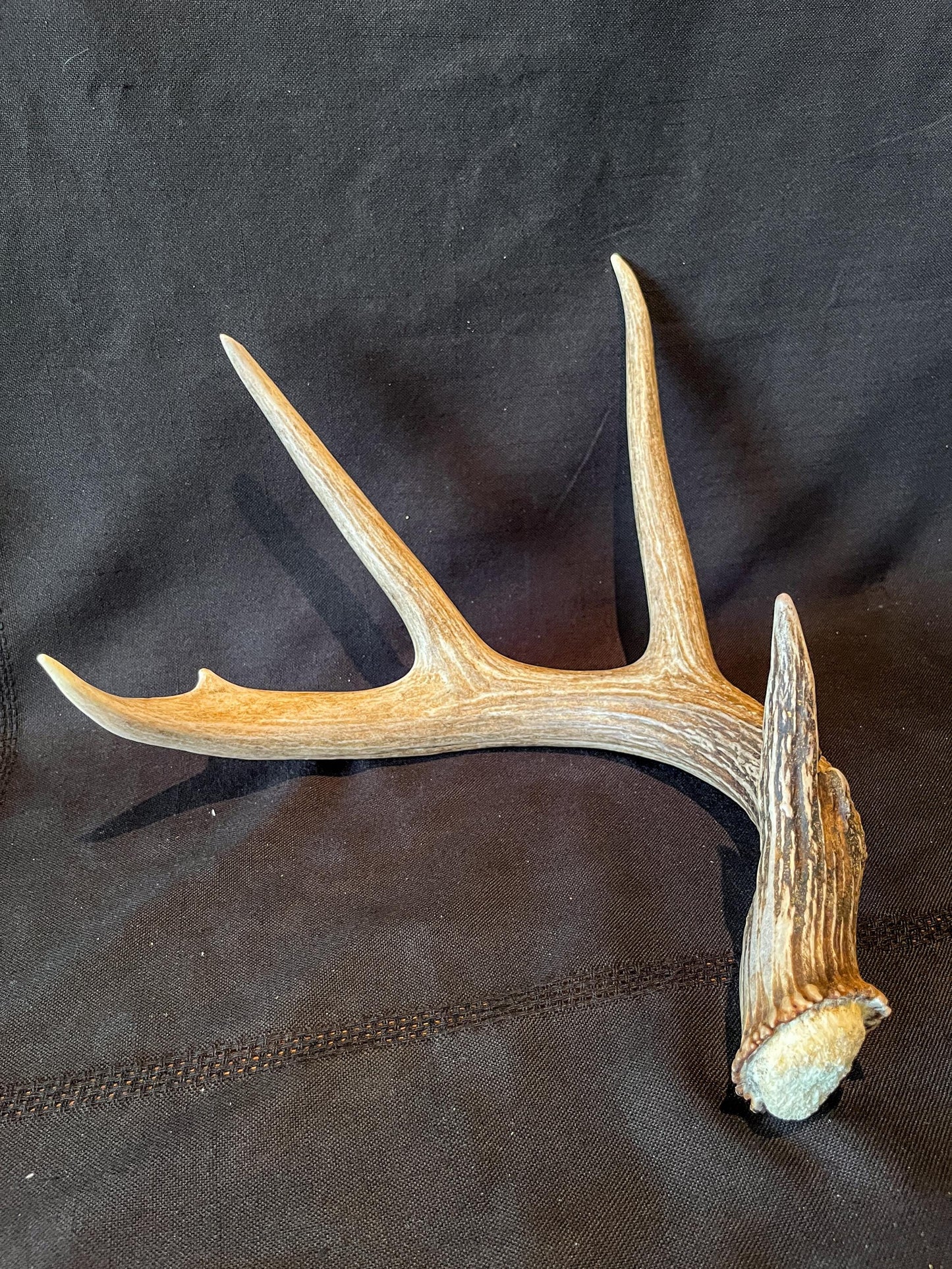 Deer Antler - White-tailed deer Antler. Wild antler for decor, design, and more