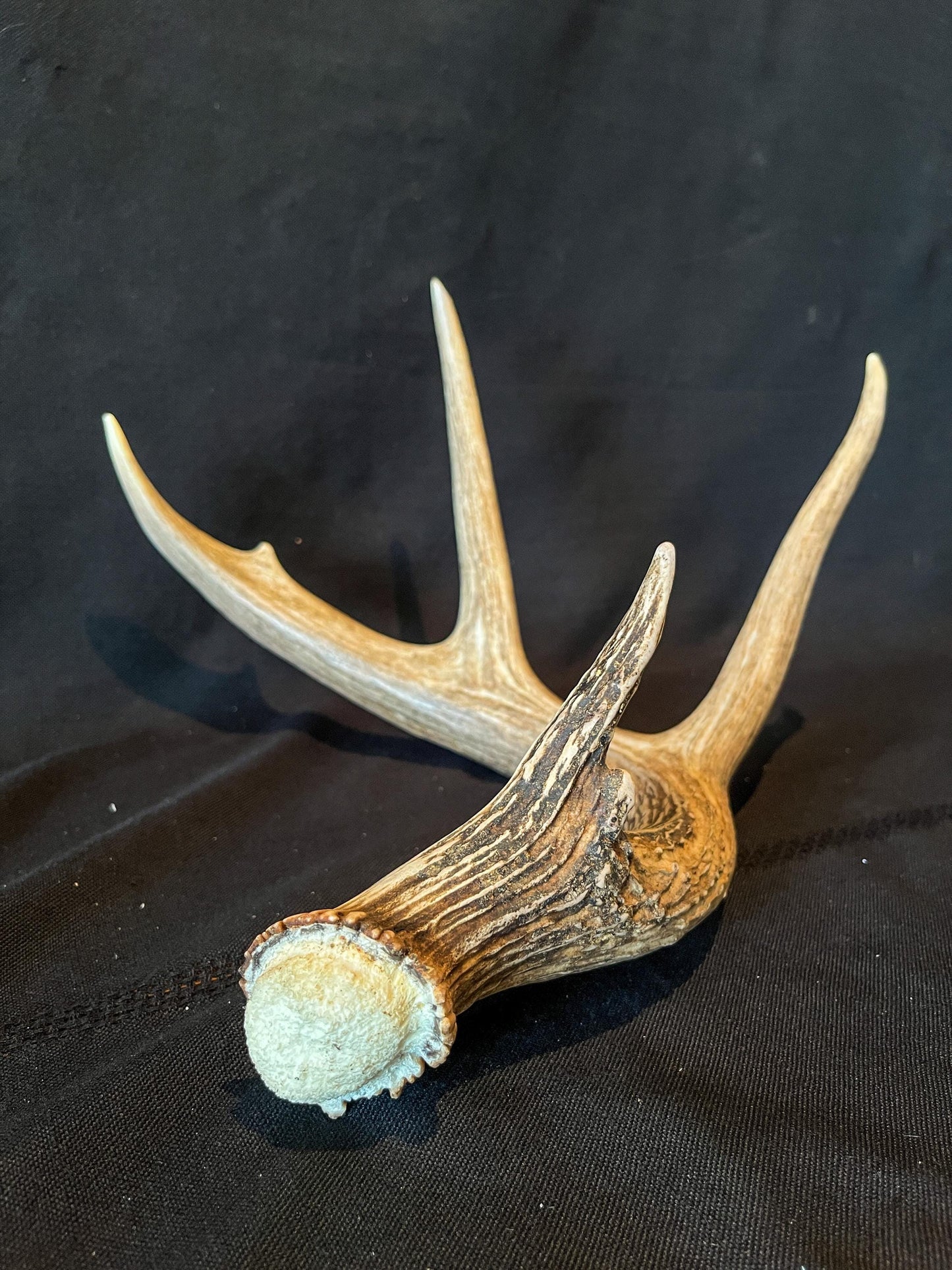 Deer Antler - White-tailed deer Antler. Wild antler for decor, design, and more