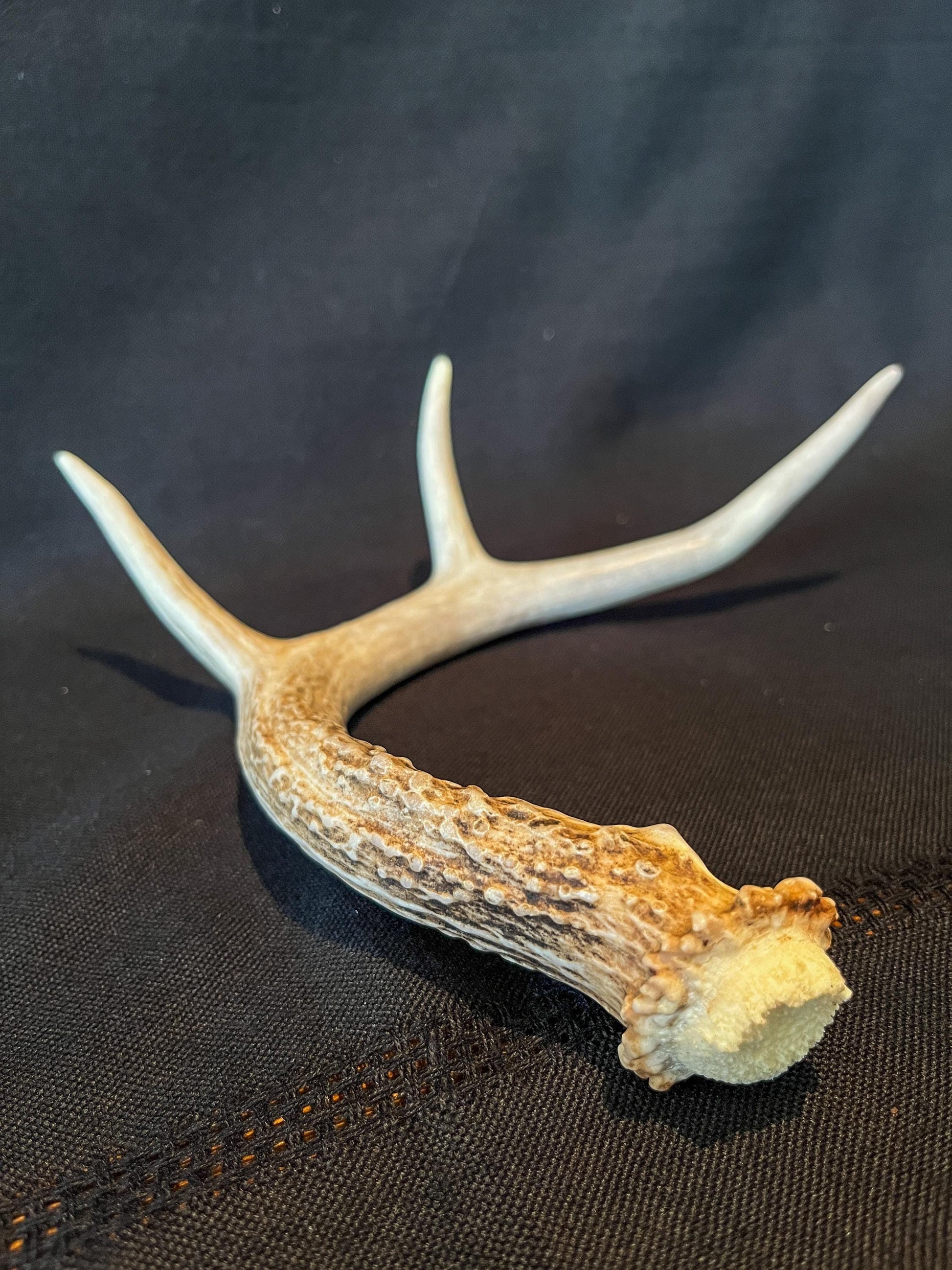 White-tailed deer Antler. Ethically Harvested antler for Decor & more.