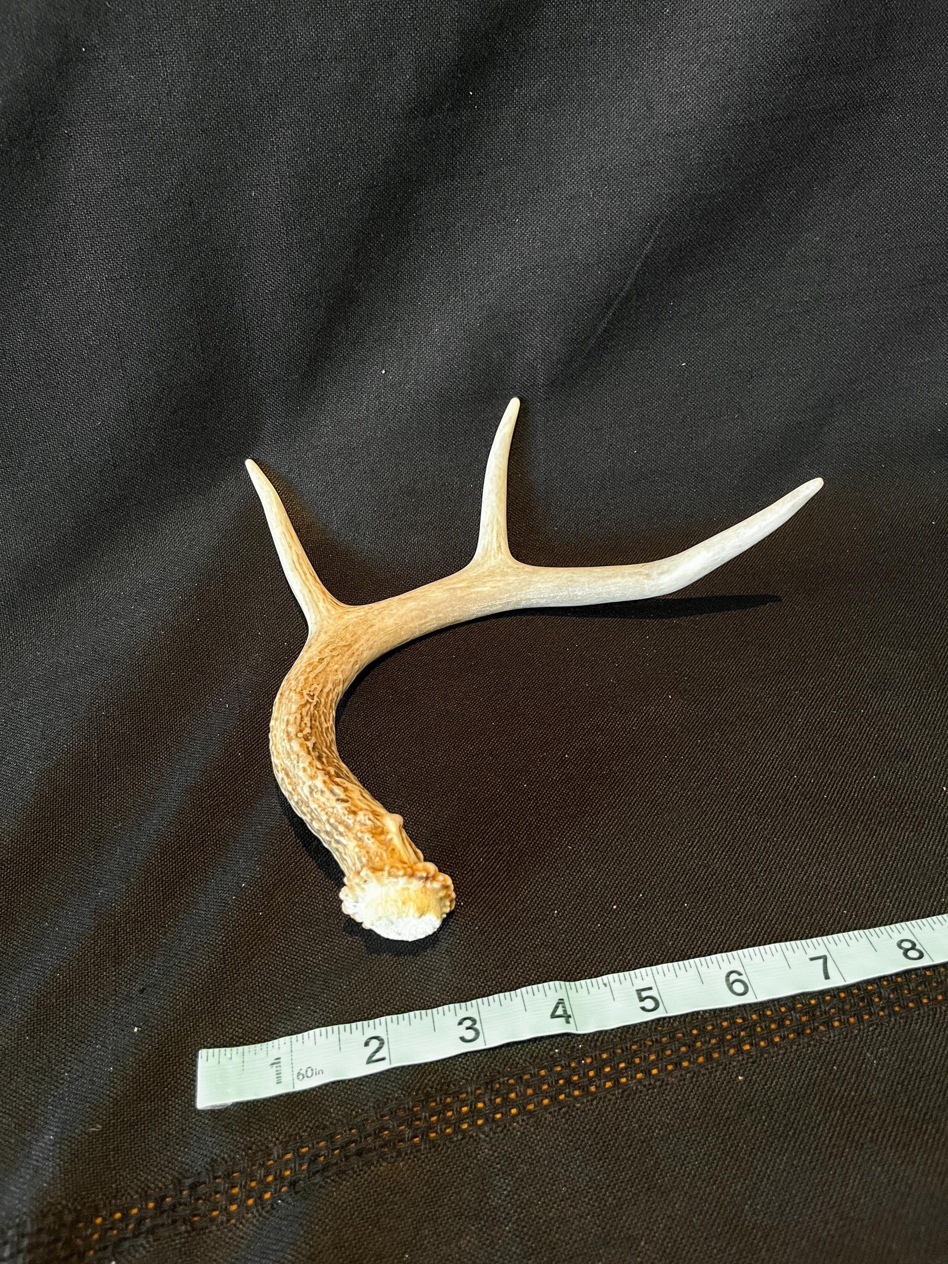 White-tailed deer Antler. Ethically Harvested antler for Decor & more.