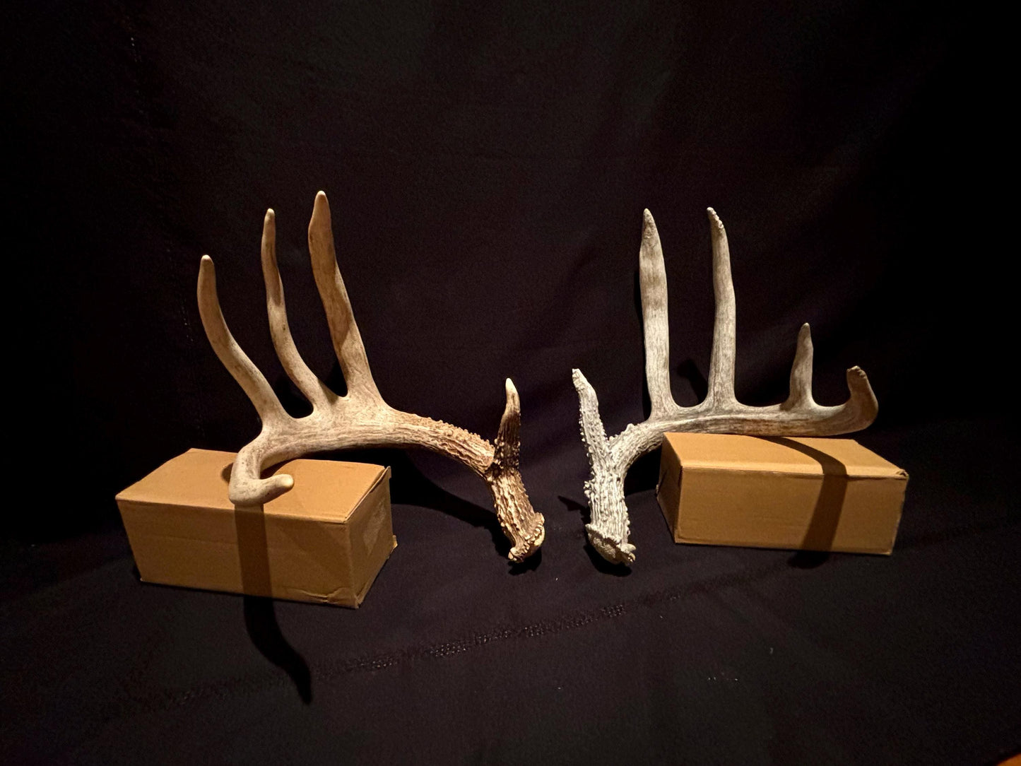 Deer Antlers - fresh White-tailed deer matching set. Canadian Buck. Crafting and Decor Antlers