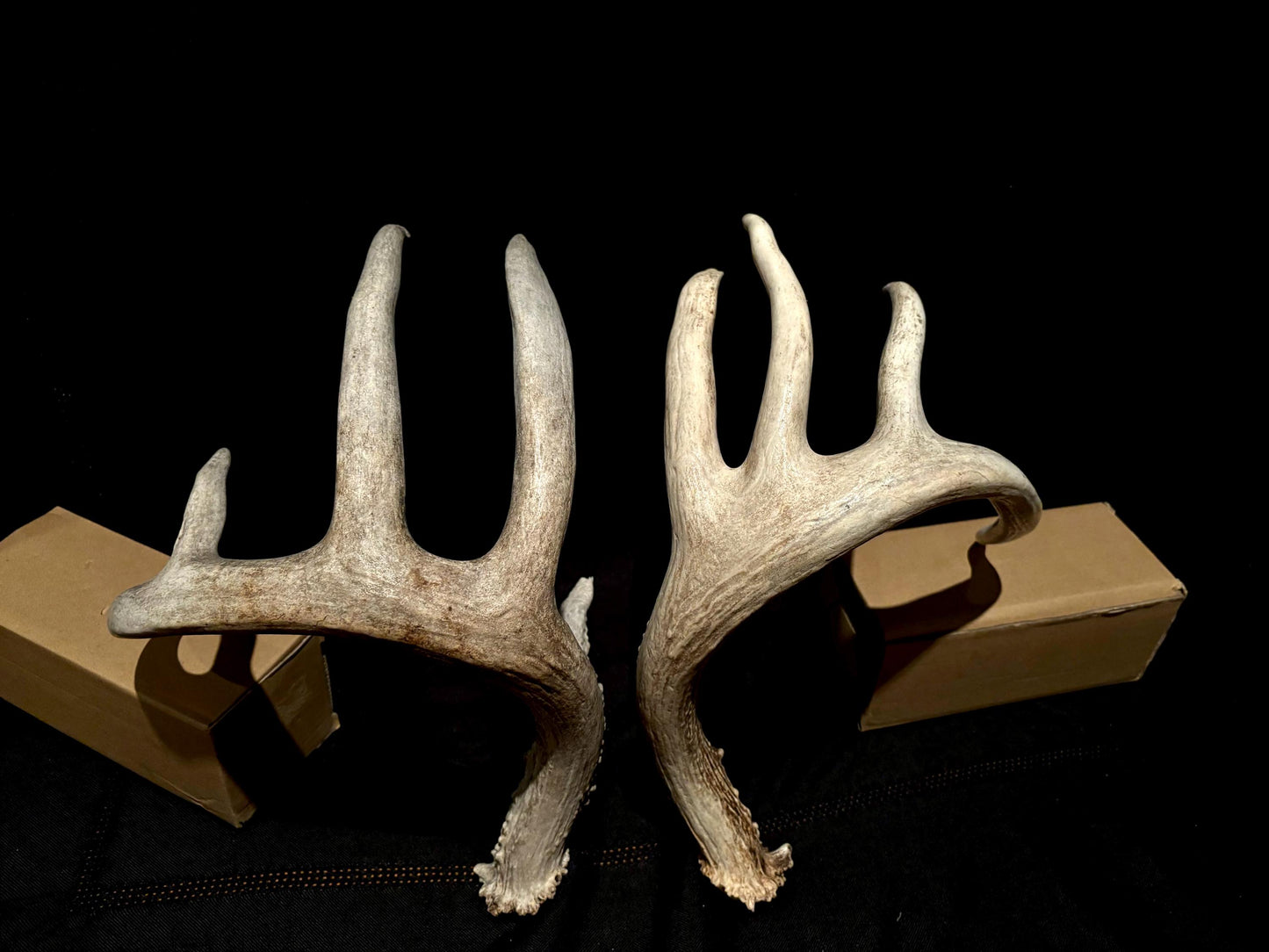 Deer Antlers - fresh White-tailed deer matching set. Canadian Buck. Crafting and Decor Antlers