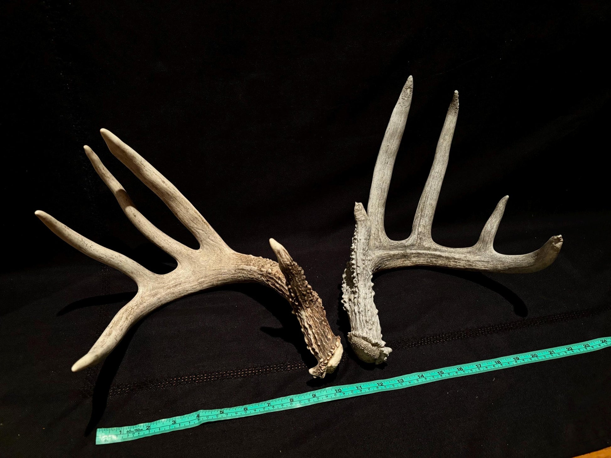 Deer Antlers - fresh White-tailed deer matching set. Canadian Buck. Crafting and Decor Antlers