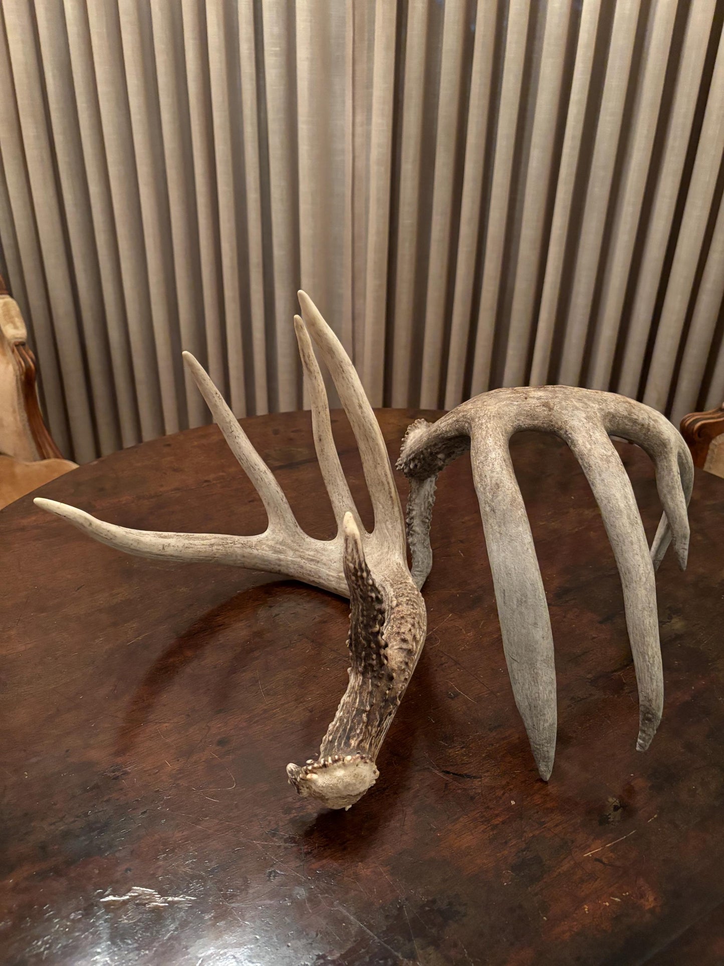 Deer Antlers - fresh White-tailed deer matching set. Canadian Buck. Crafting and Decor Antlers