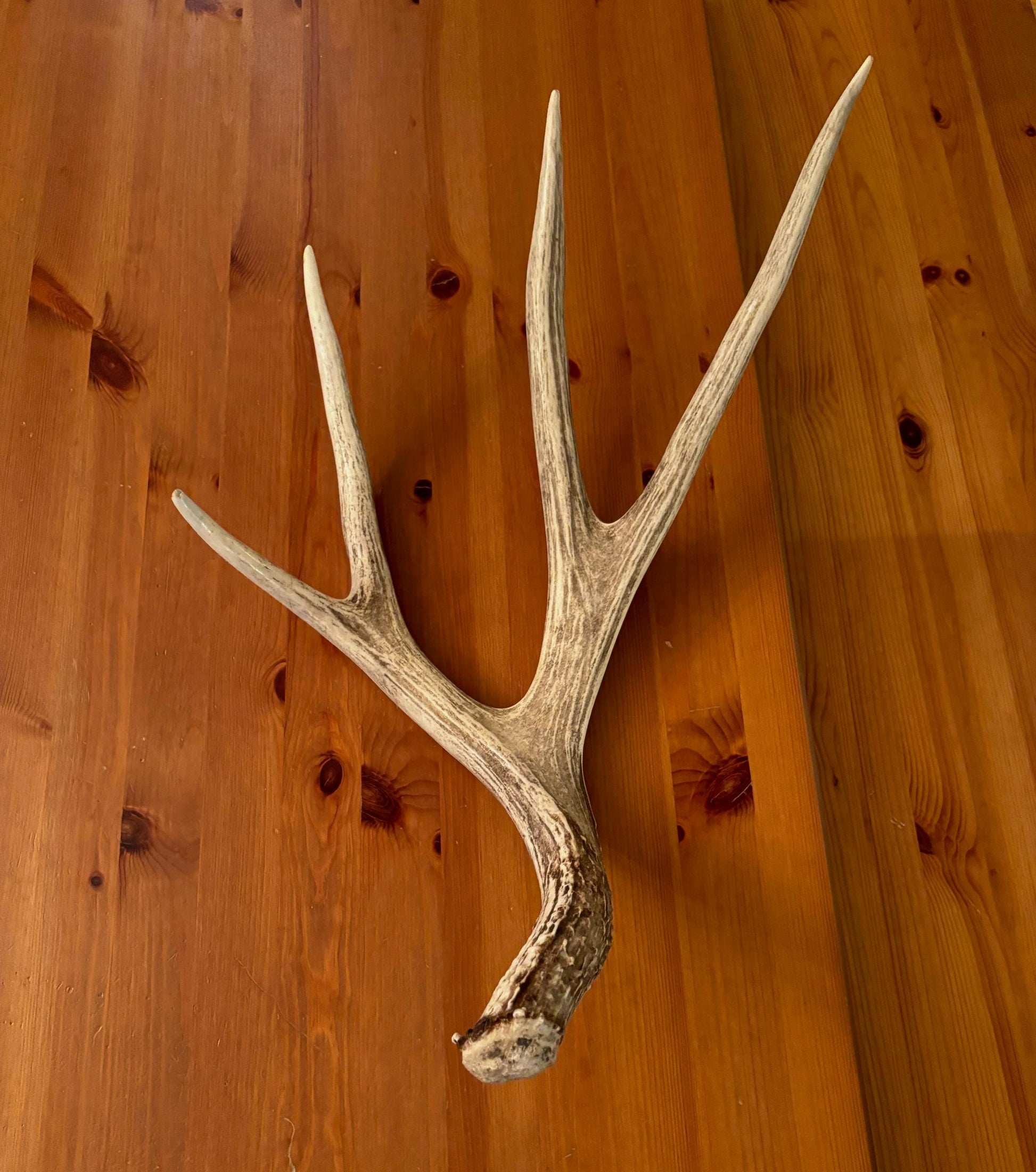 Brown 7 Point Mule deer antler. Large, Rustic style decoration. Cabin and Farm decor centrepiece.