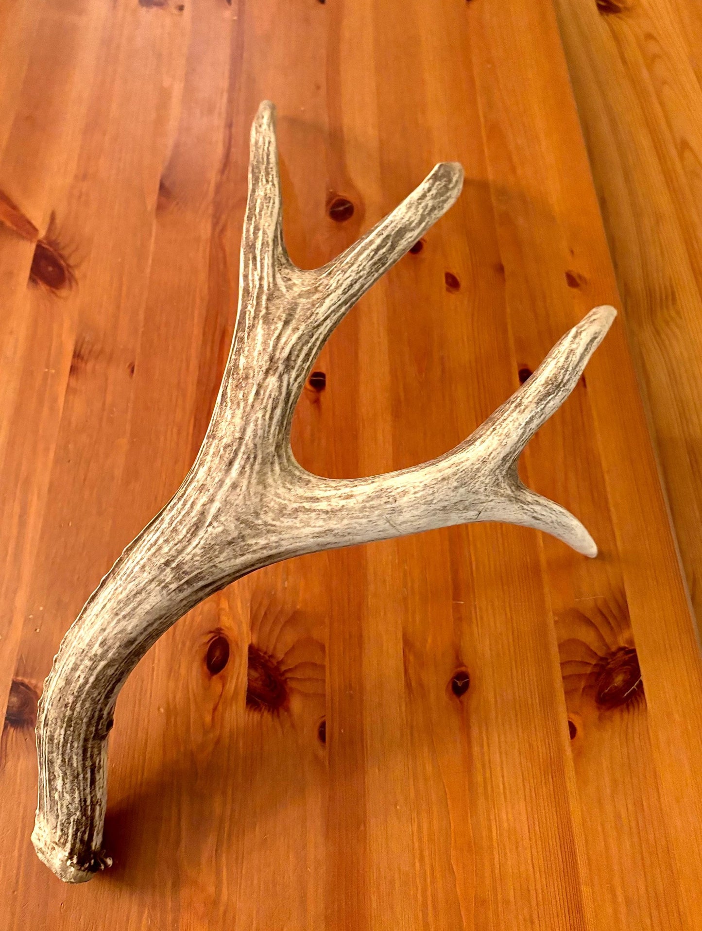 Brown 7 Point Mule deer antler. Large, Rustic style decoration. Cabin and Farm decor centrepiece.