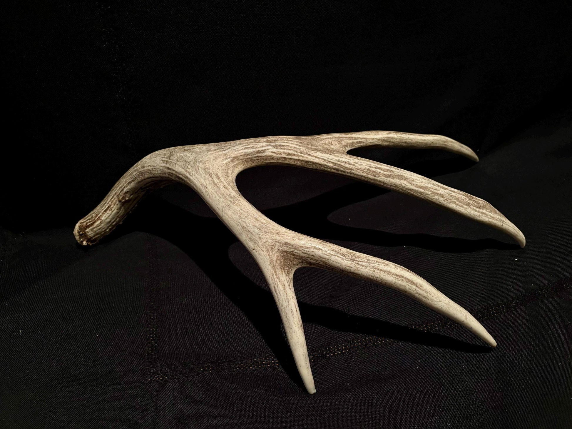 Brown 7 Point Mule deer antler. Large, Rustic style decoration. Cabin and Farm decor centrepiece.