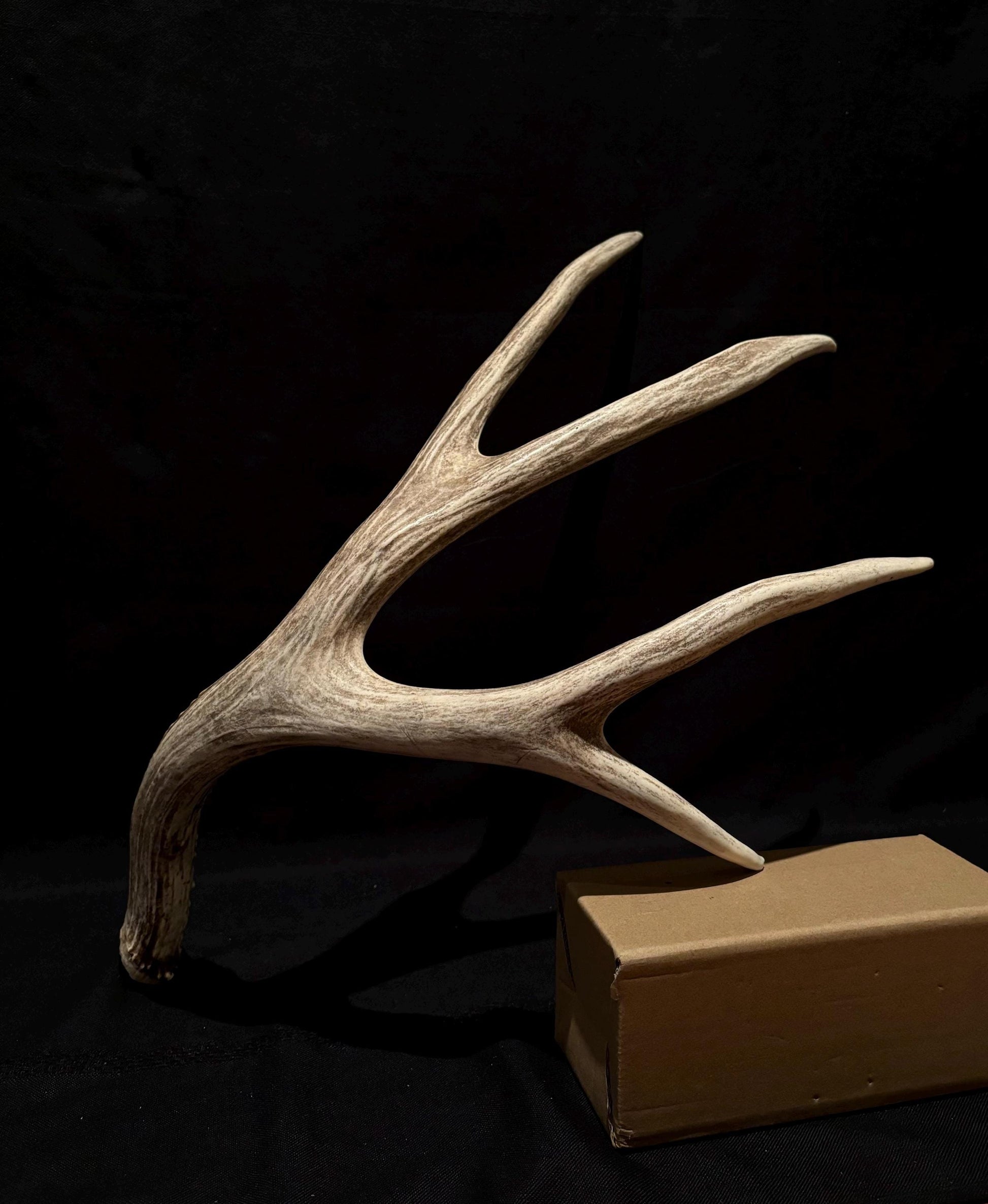 Brown 7 Point Mule deer antler. Large, Rustic style decoration. Cabin and Farm decor centrepiece.