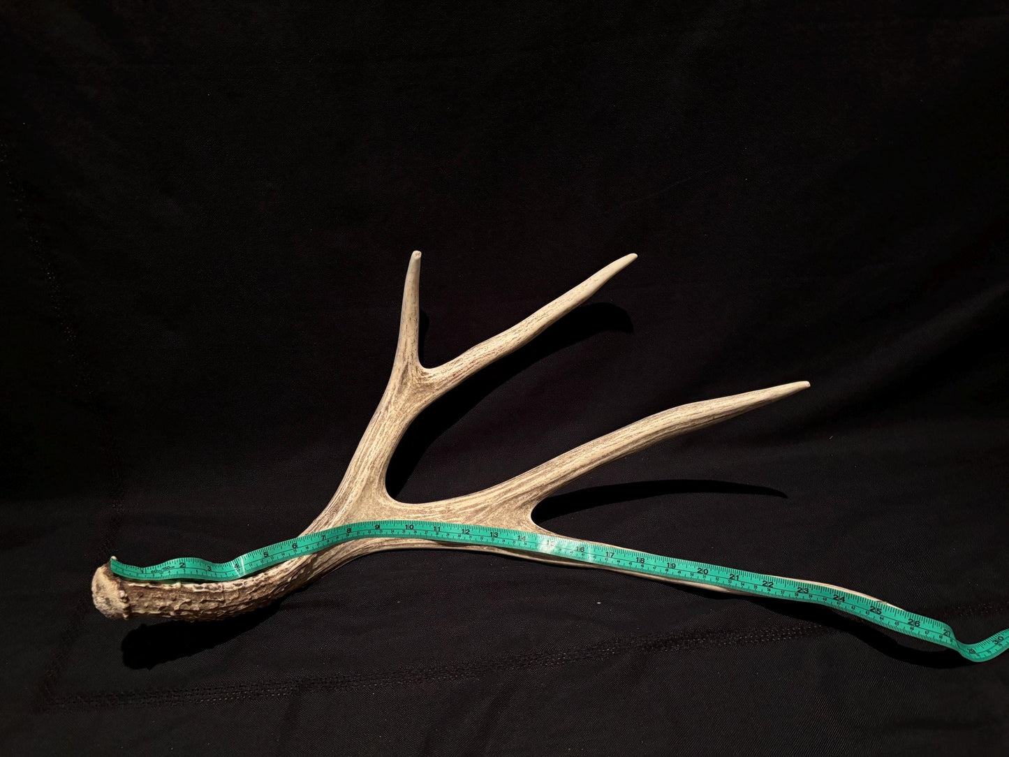 Brown 7 Point Mule deer antler. Large, Rustic style decoration. Cabin and Farm decor centrepiece.