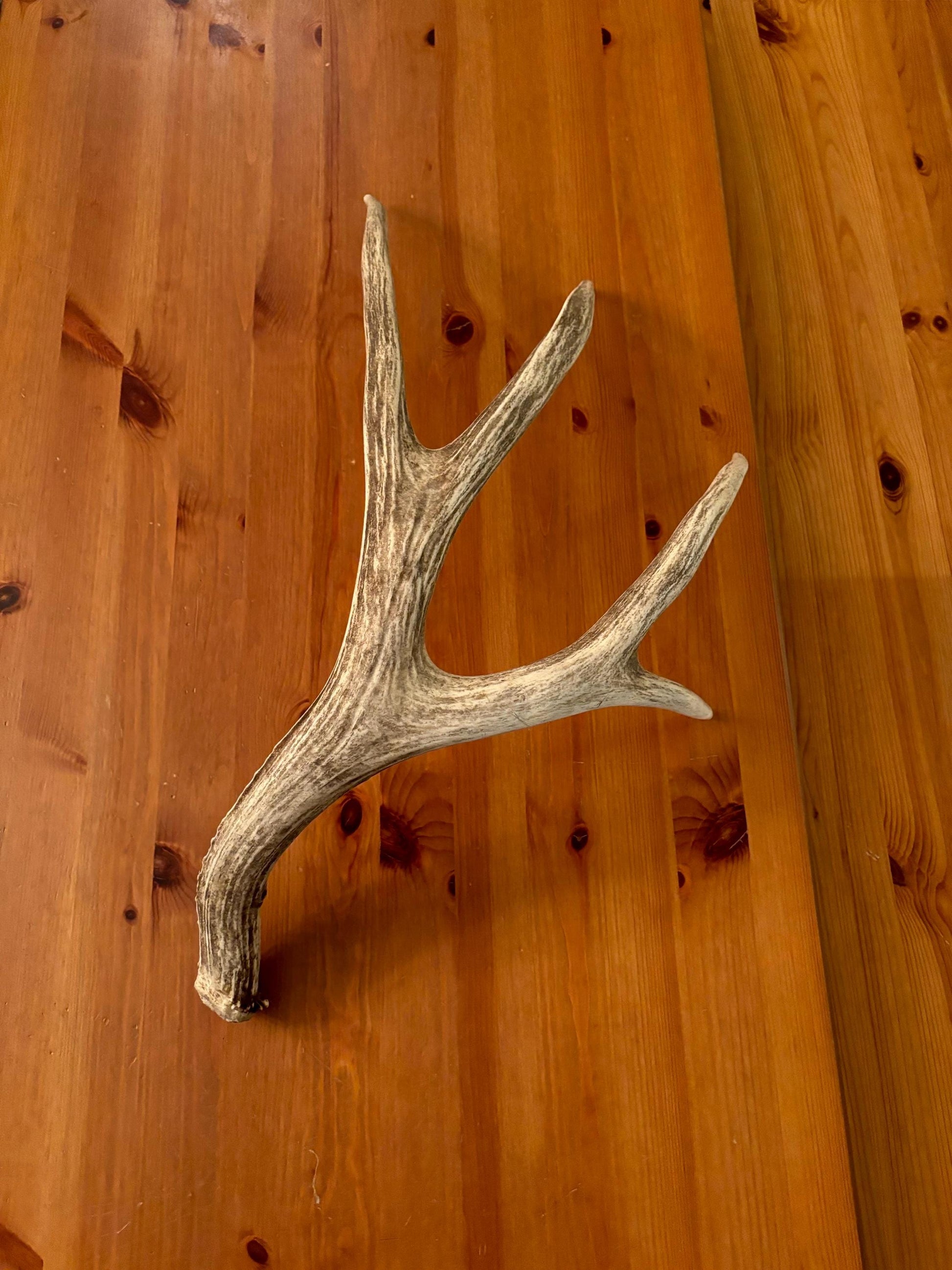 Brown 7 Point Mule deer antler. Large, Rustic style decoration. Cabin and Farm decor centrepiece.