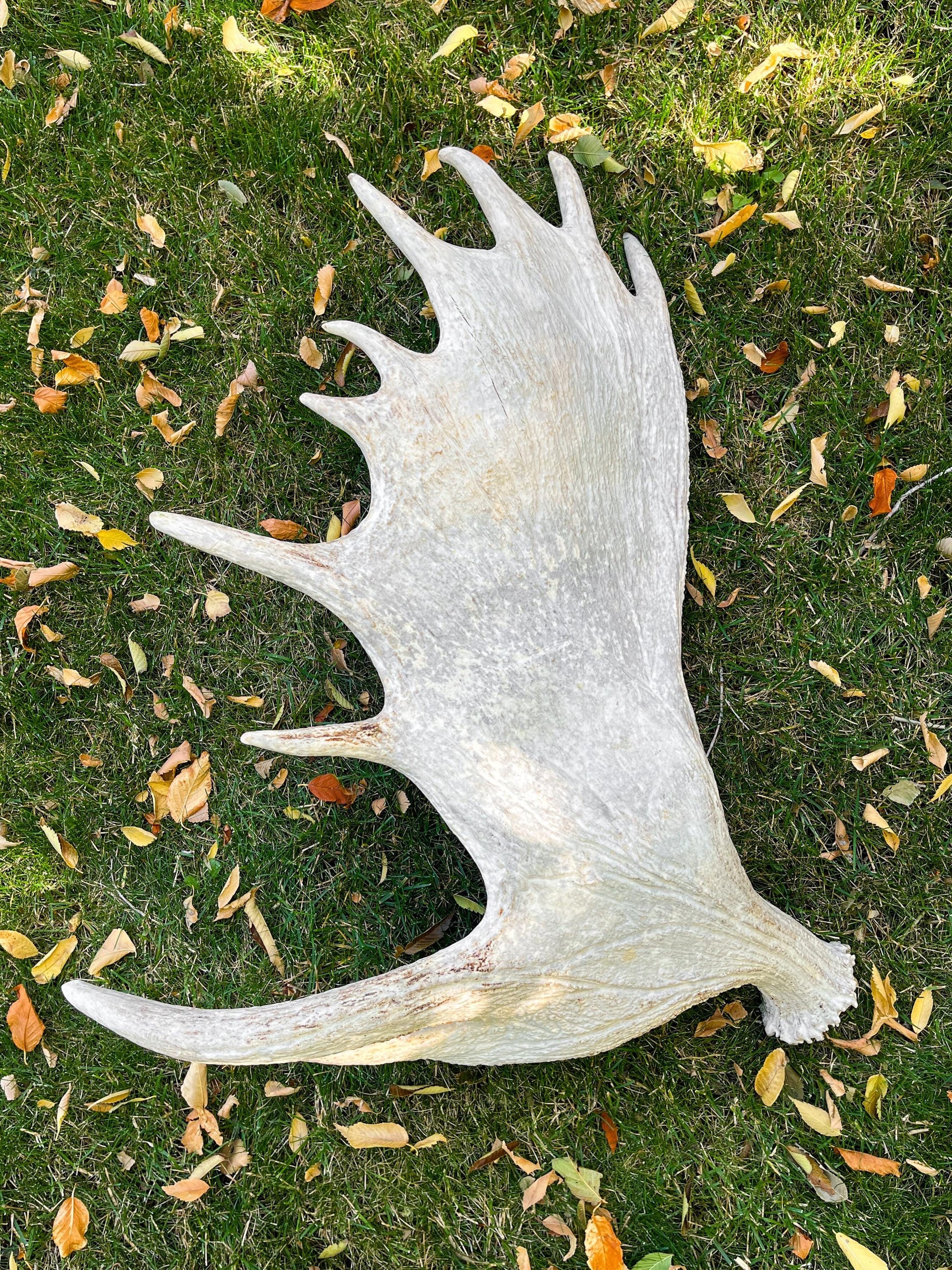 GIANT Canadian Moose Antler Pair. Massive antlers for wall decor, crafting, carving and more.